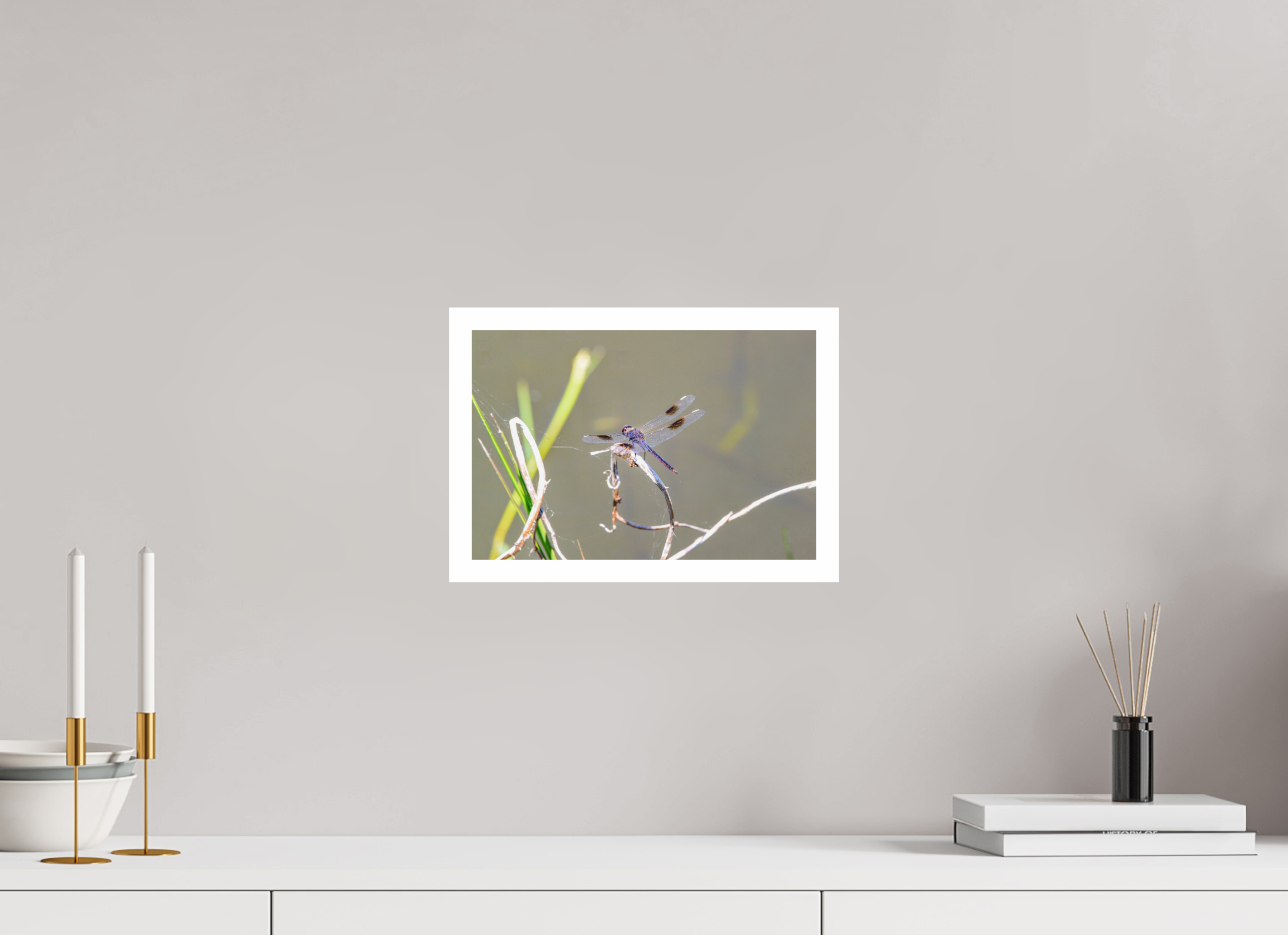 12 x 8″, Hahnemühle FineArt Pearl Print, .79" white border Pennant Dragonfly in the Marsh
