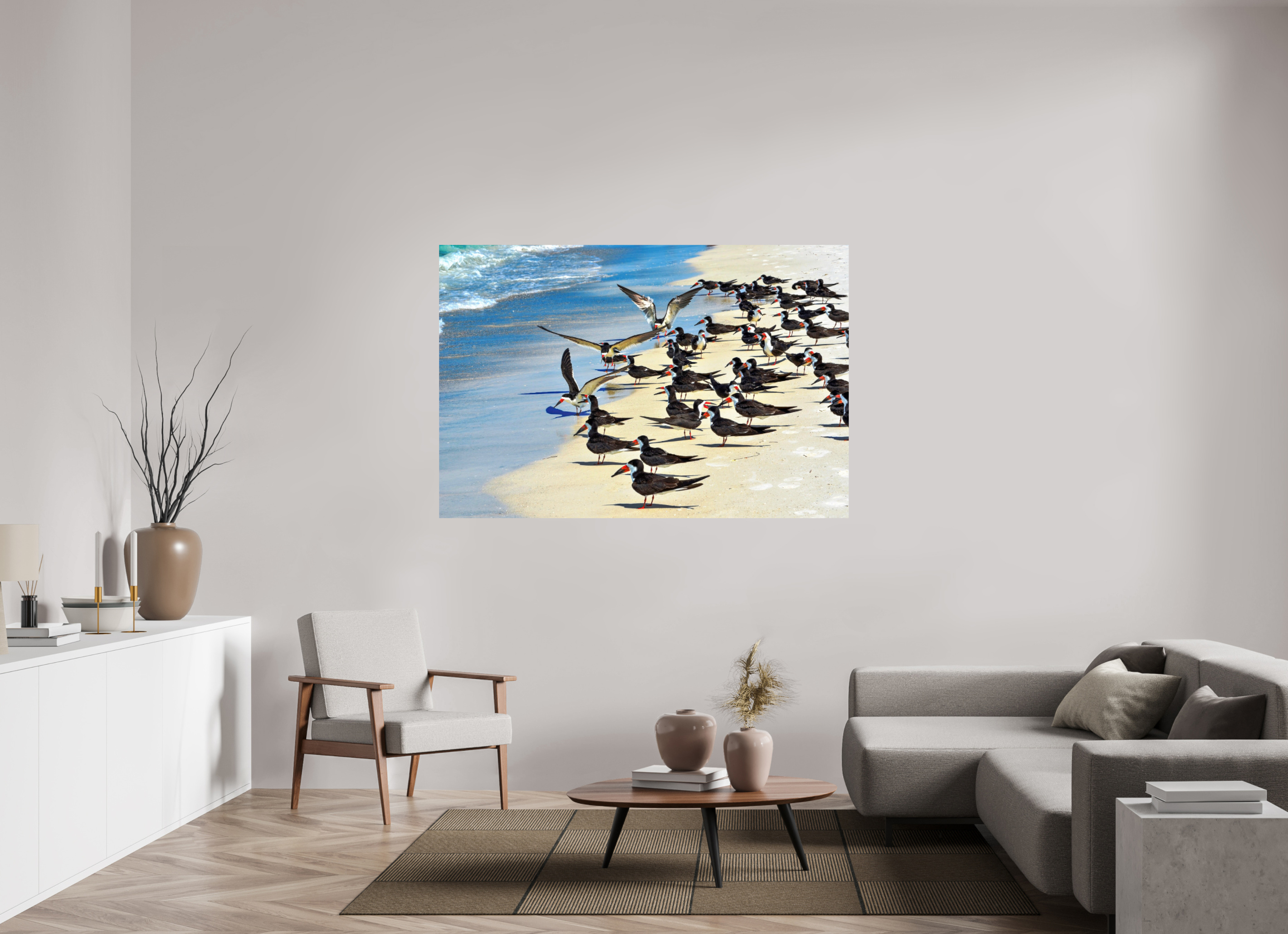 66 x 44″, Photo Print On Fuji Crystal DP II Shoreline Social: Black Skimmer Colony