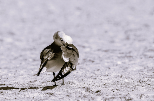 Main image A Monochrome Gull Preening