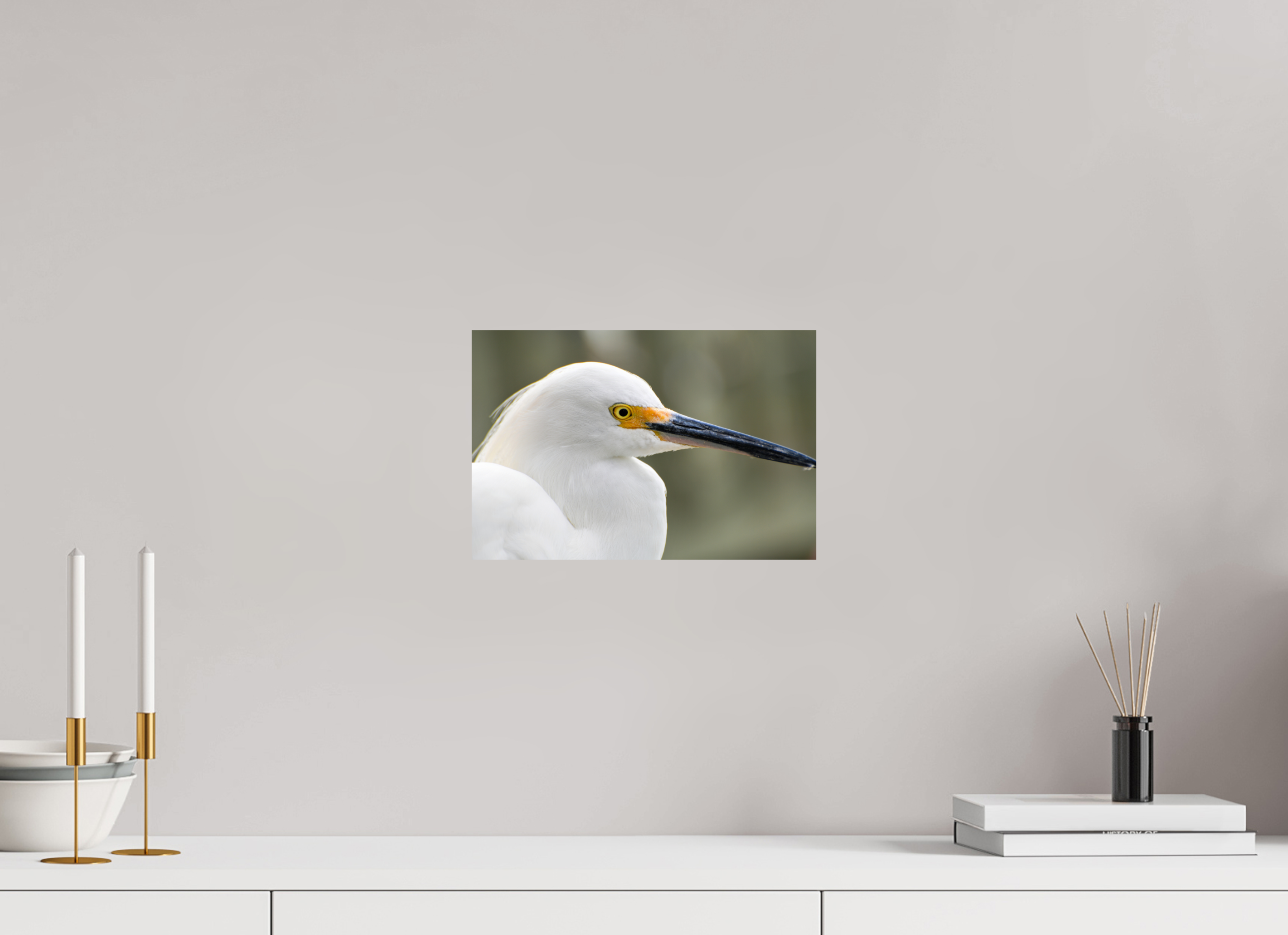 12 x 8″, Photo Print On Fuji Crystal DP II The White Plume: Snowy Egret Portrait