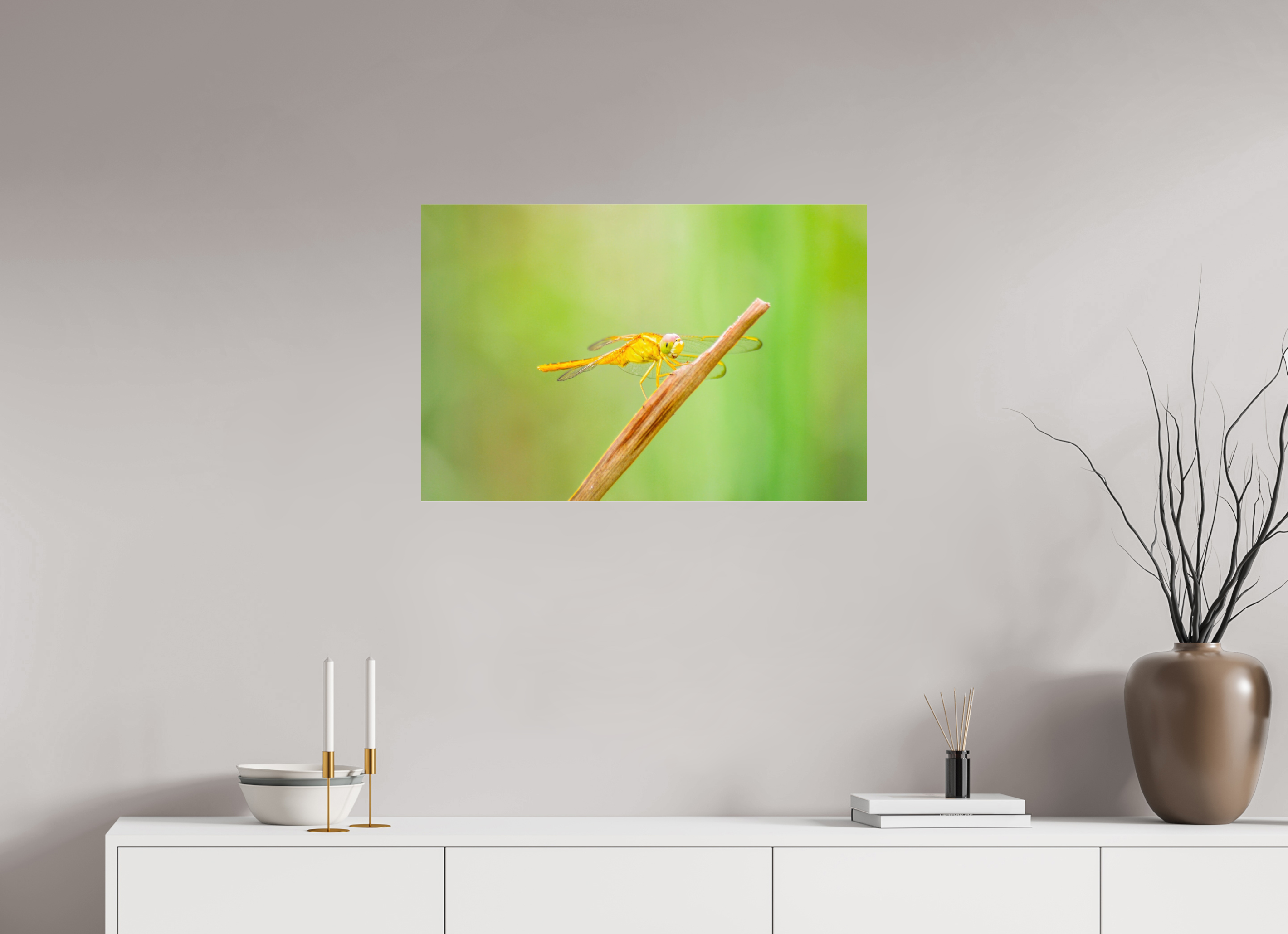 30 x 20″, Photo Print Fuji Crystal Archive Under Acrylic Glass Sun-Drenched Golden Scarlet Skimmer