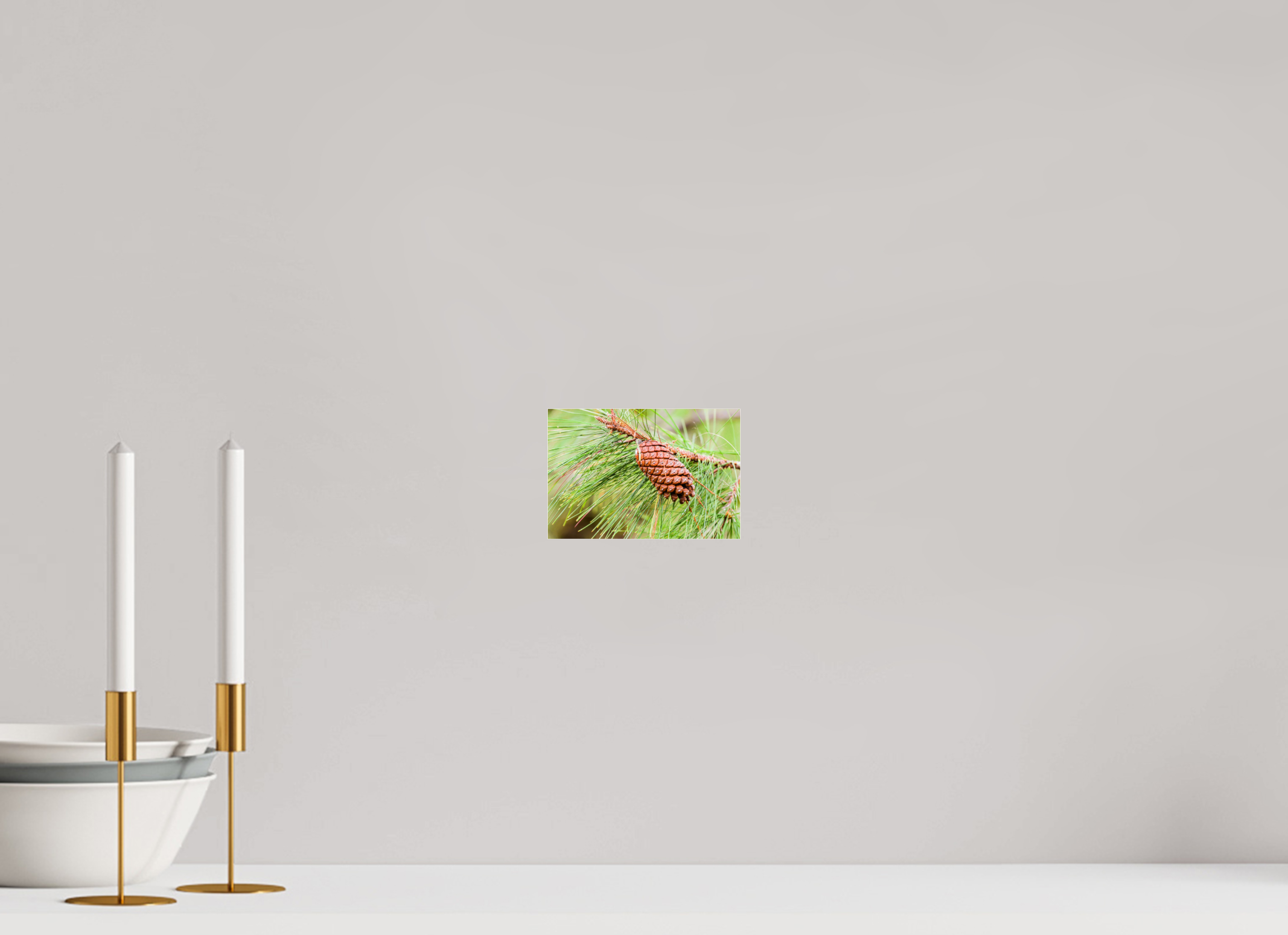 5.9 x 4″, Metallic Photo Print Under Acrylic Glass The Longleaf Pine Cone