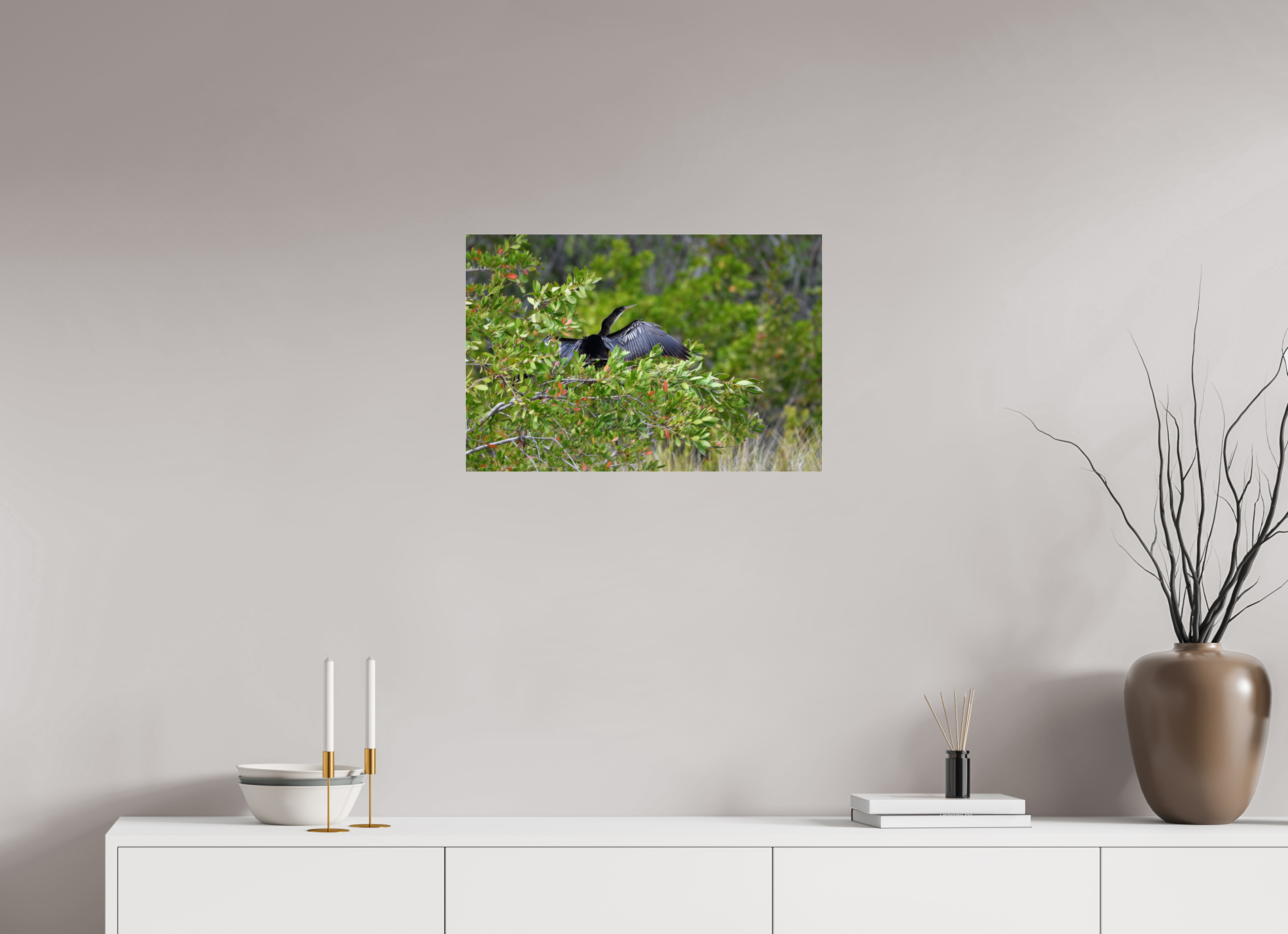 24 x 16″, Photo Print Under Acrylic Glass Florida Anhinga Sunning
