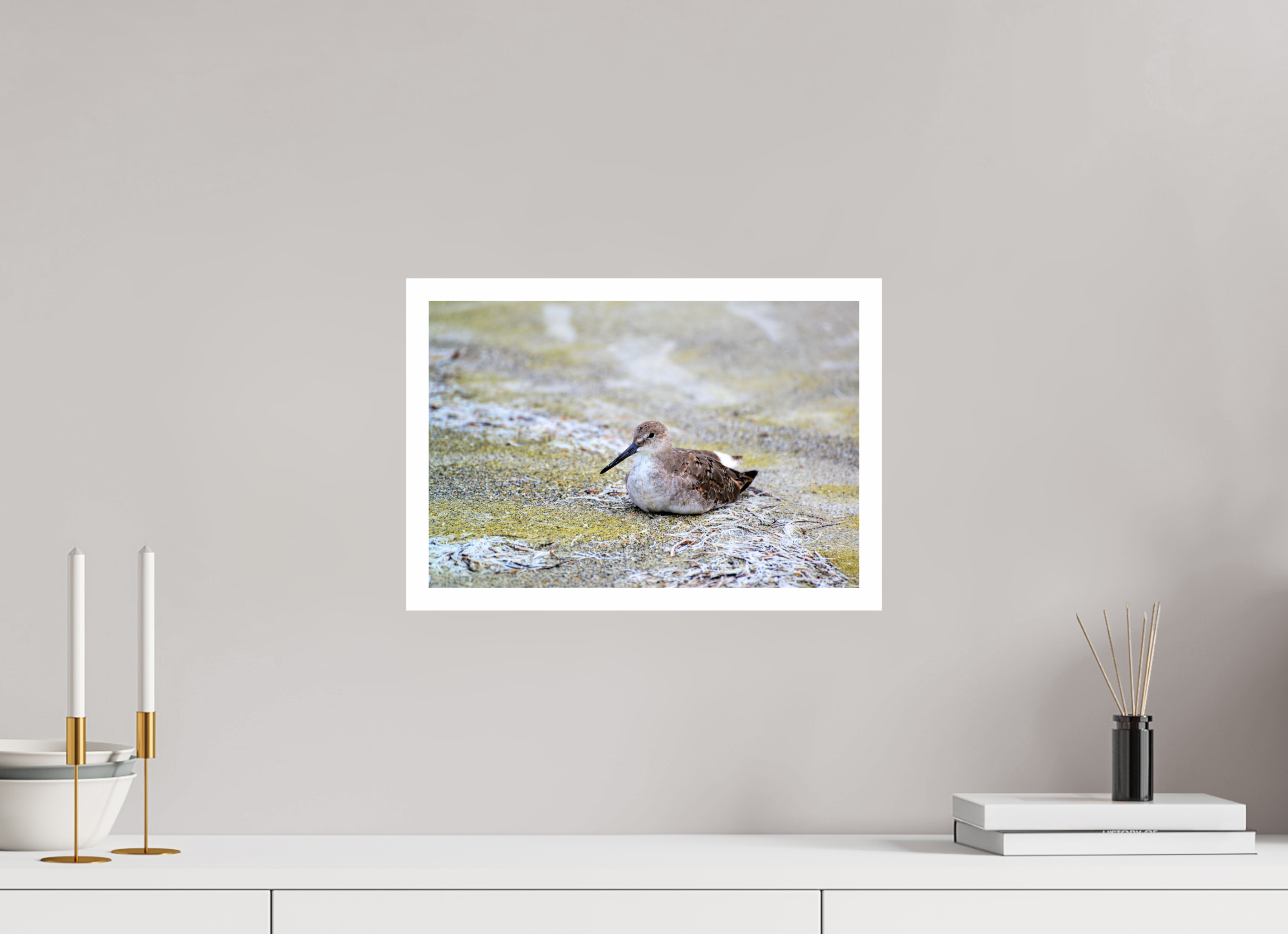 15 x 10″, Hahnemühle FineArt Pearl Print, .79" white border The Resting Willet