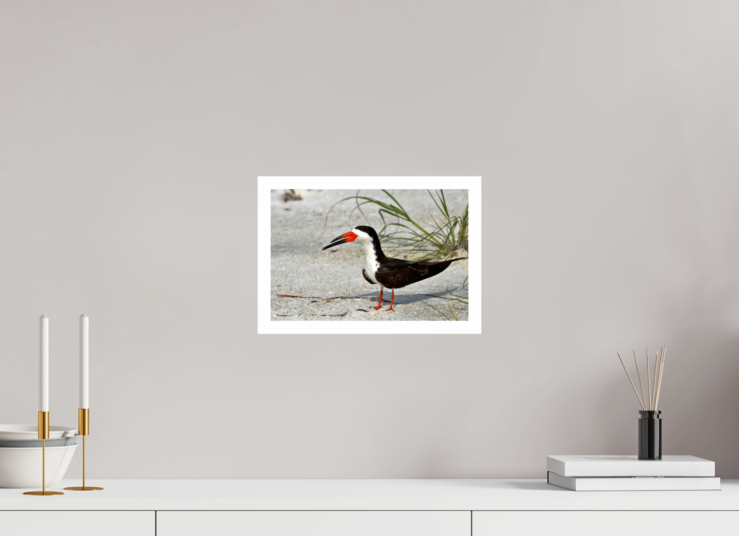 12 x 8″, Hahnemühle FineArt Pearl Print, .79" white border Sand & Black Skimmer