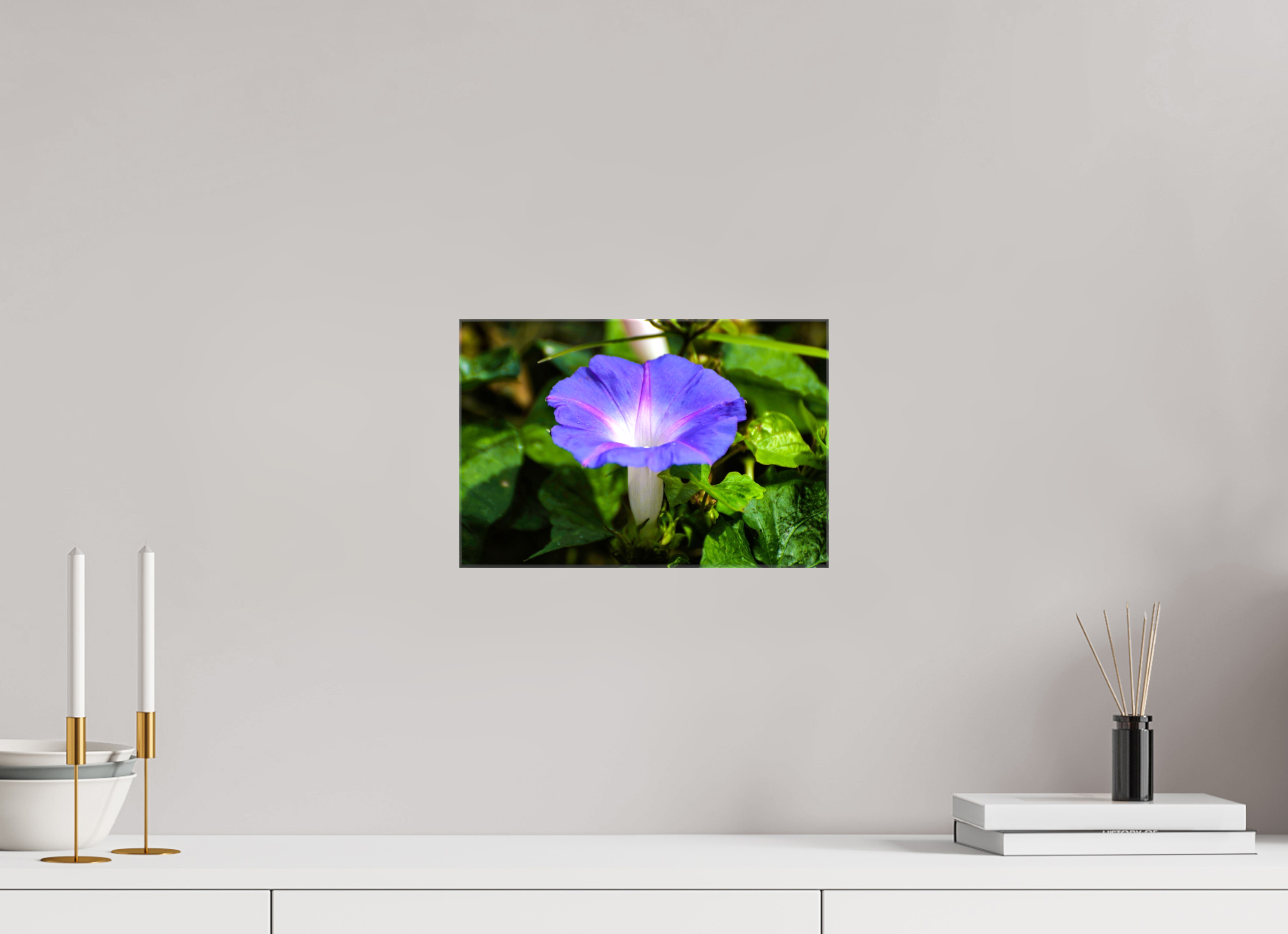 12 x 8″, Glossy Canvas on Stretcher Frame, 1,57" Wrapped Heavenly Blue Morning Glory