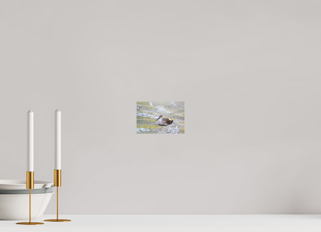 6 x 4″, Photo Print On Fuji Crystal DP II The Resting Willet