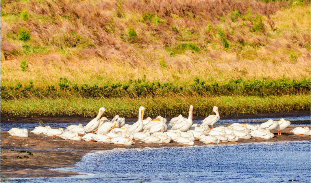 Main image White Pelicans Golden Hour Gathering