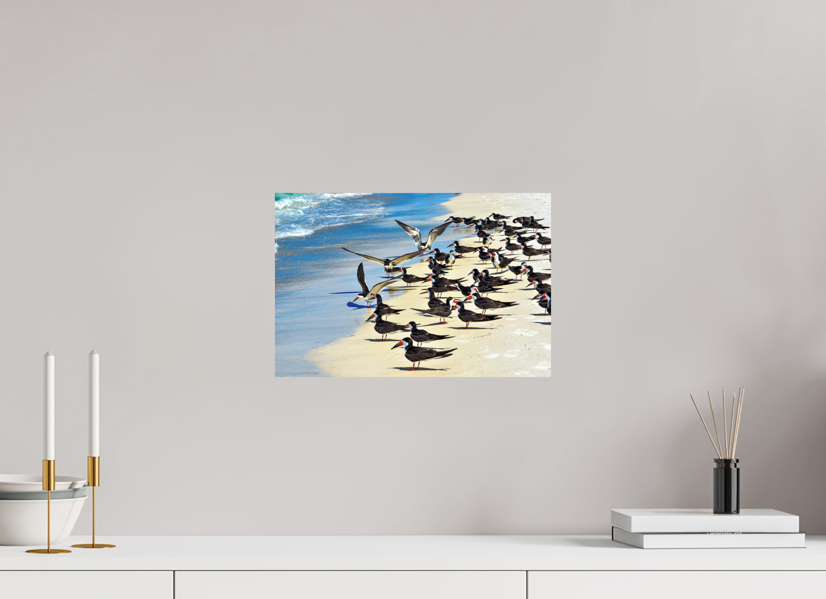 15 x 10″, Photo Print On Fuji Crystal DP II Shoreline Social: Black Skimmer Colony