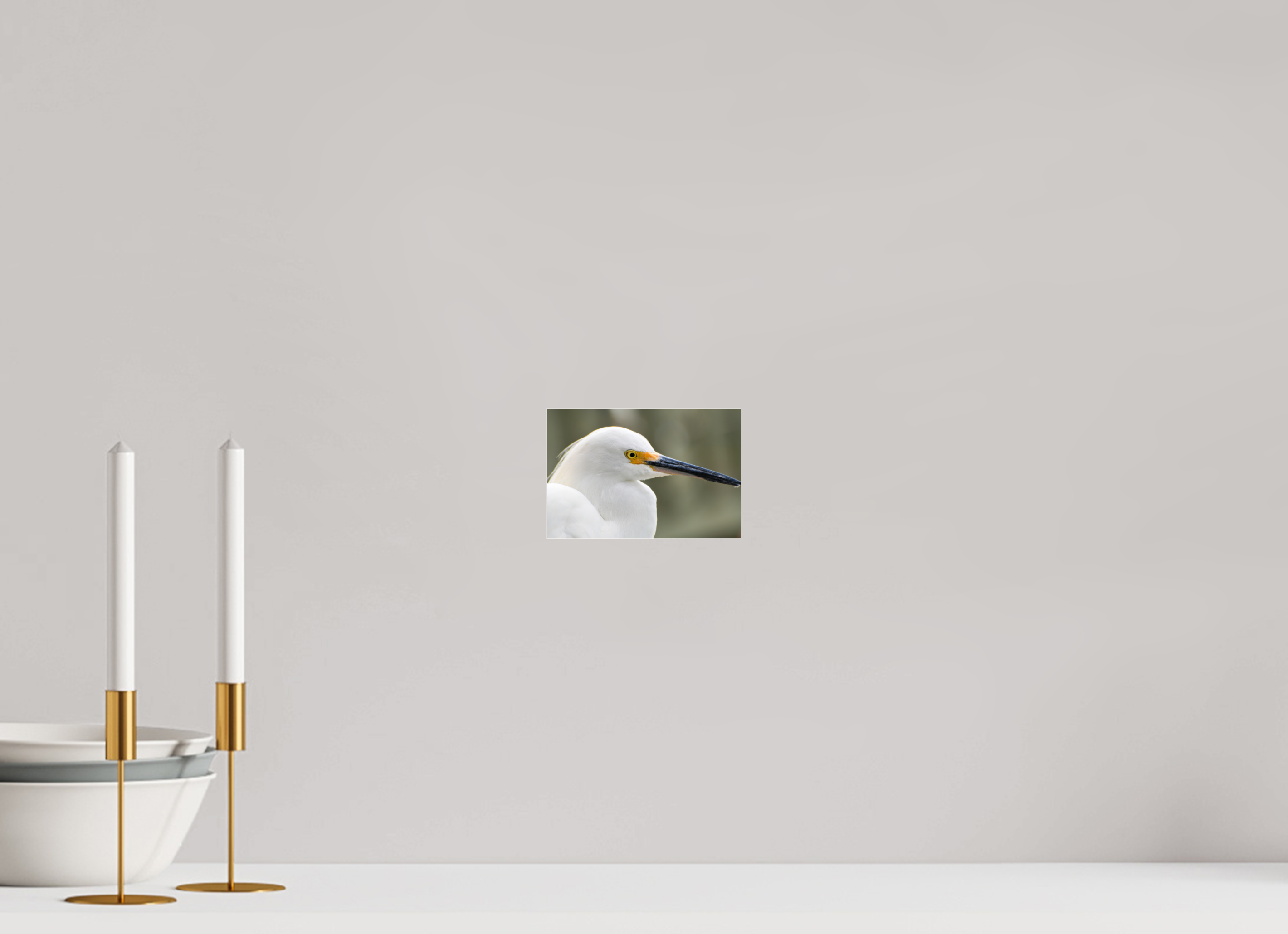 6 x 4″, Photo Print Fuji Crystal Archive Under Acrylic Glass The White Plume: Snowy Egret Portrait