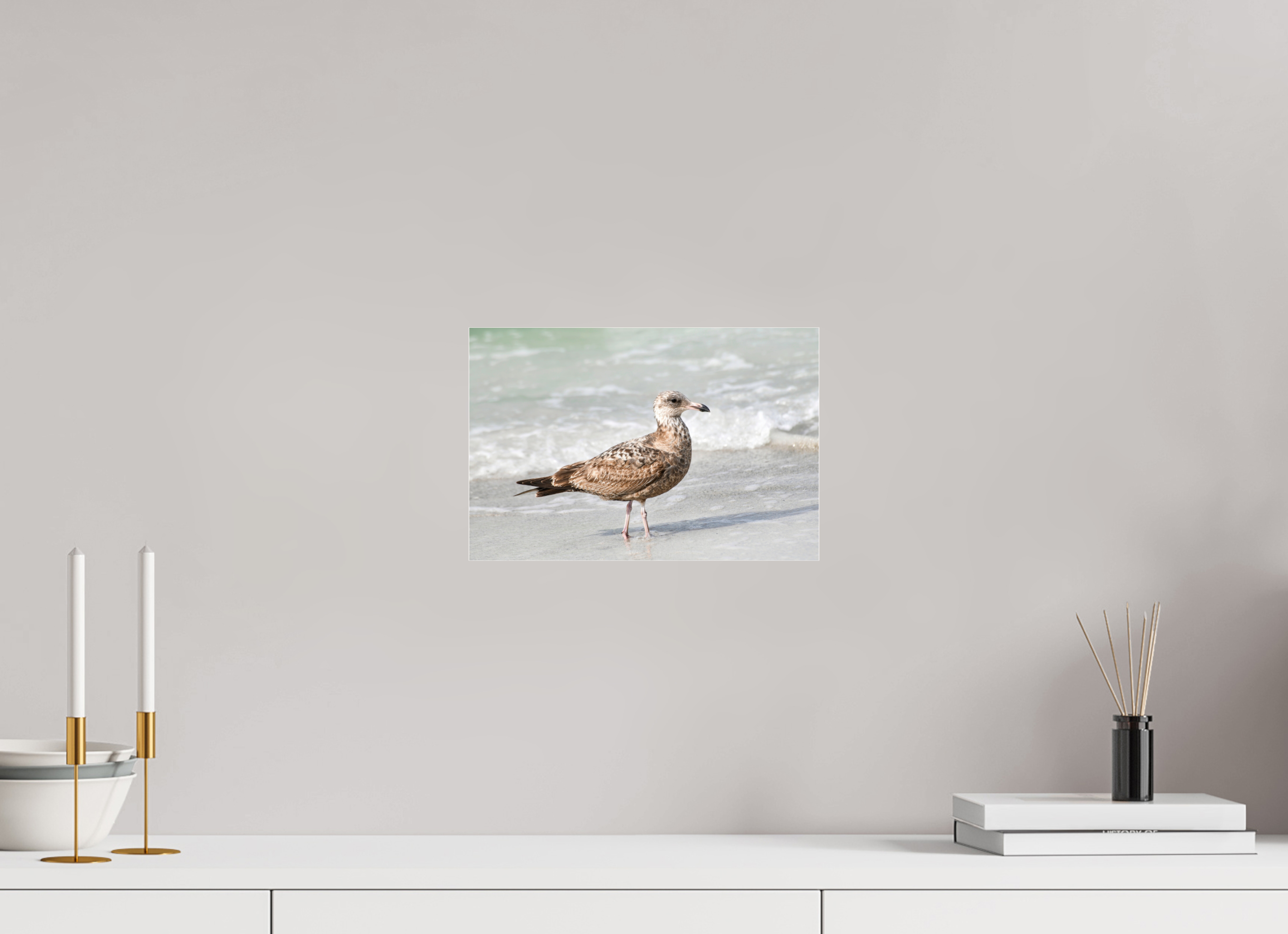 12 x 8″, Metallic Photo Print Under Acrylic Glass The Young Explorer: Immature American Herring Gull