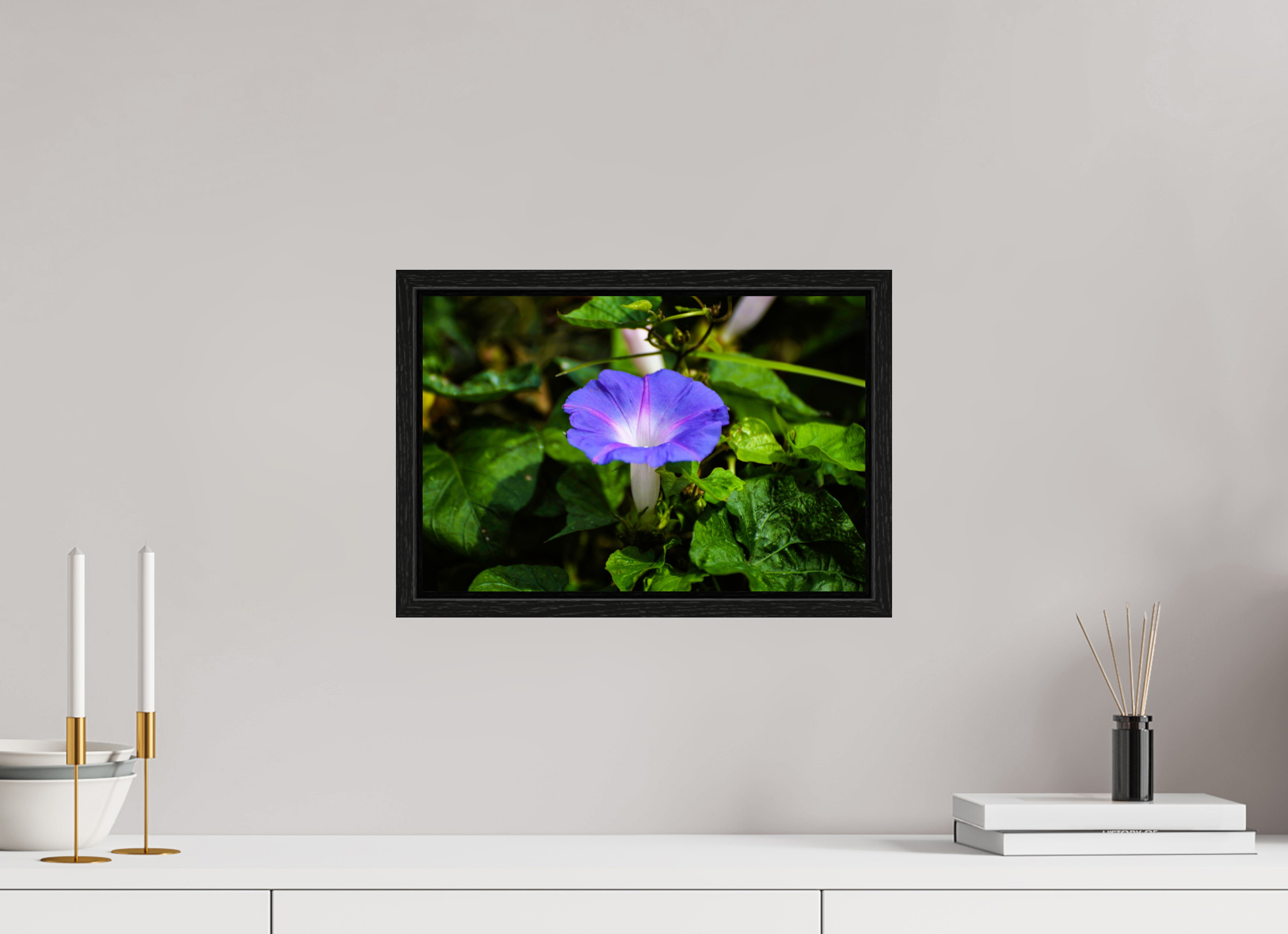 15 x 10″, Floater Frame, Basel 0.6", Black Oak, Glossy Acrylic Glass Heavenly Blue Morning Glory