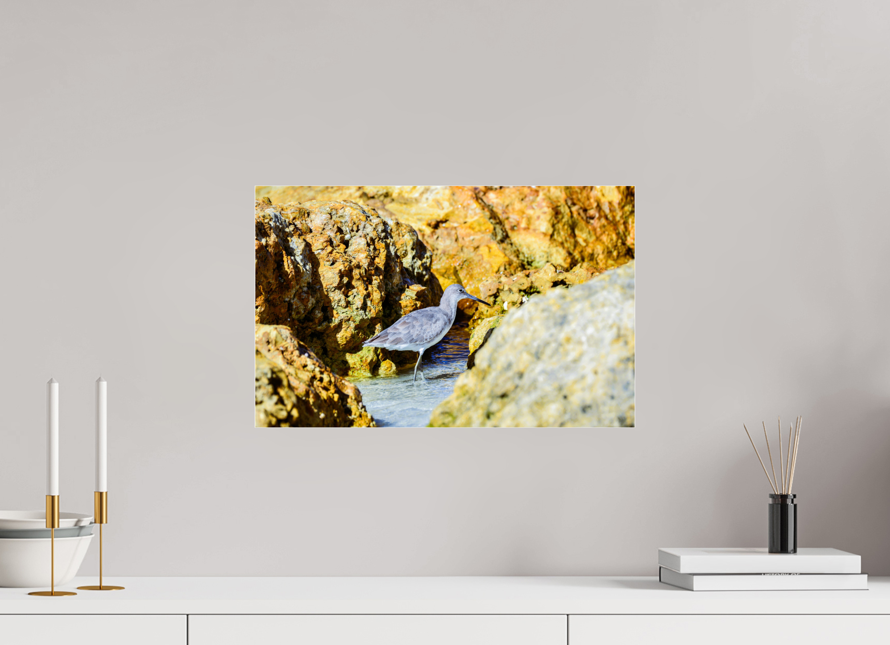 18.9 x 12″, Photo Print Under Acrylic Glass The Hiding Willet