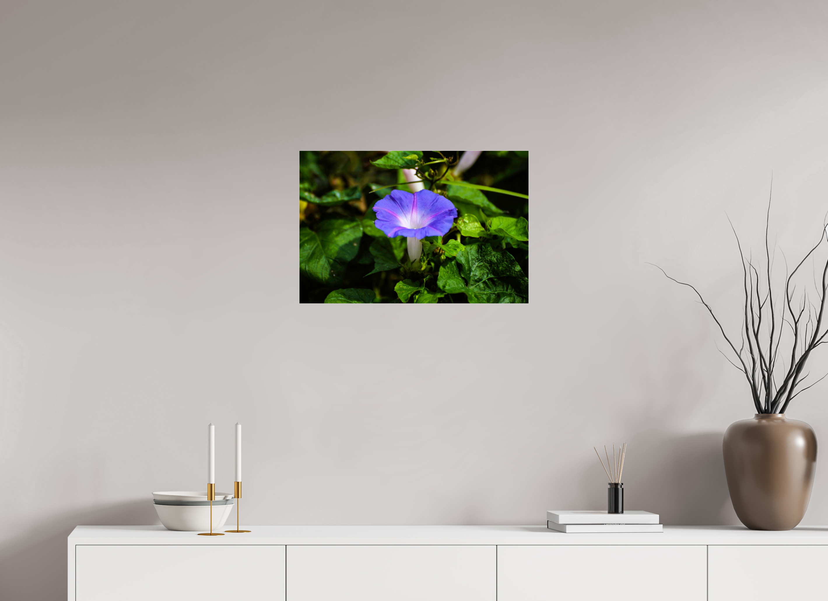 24 x 16″, Metallic Photo Print Under Acrylic Glass Heavenly Blue Morning Glory