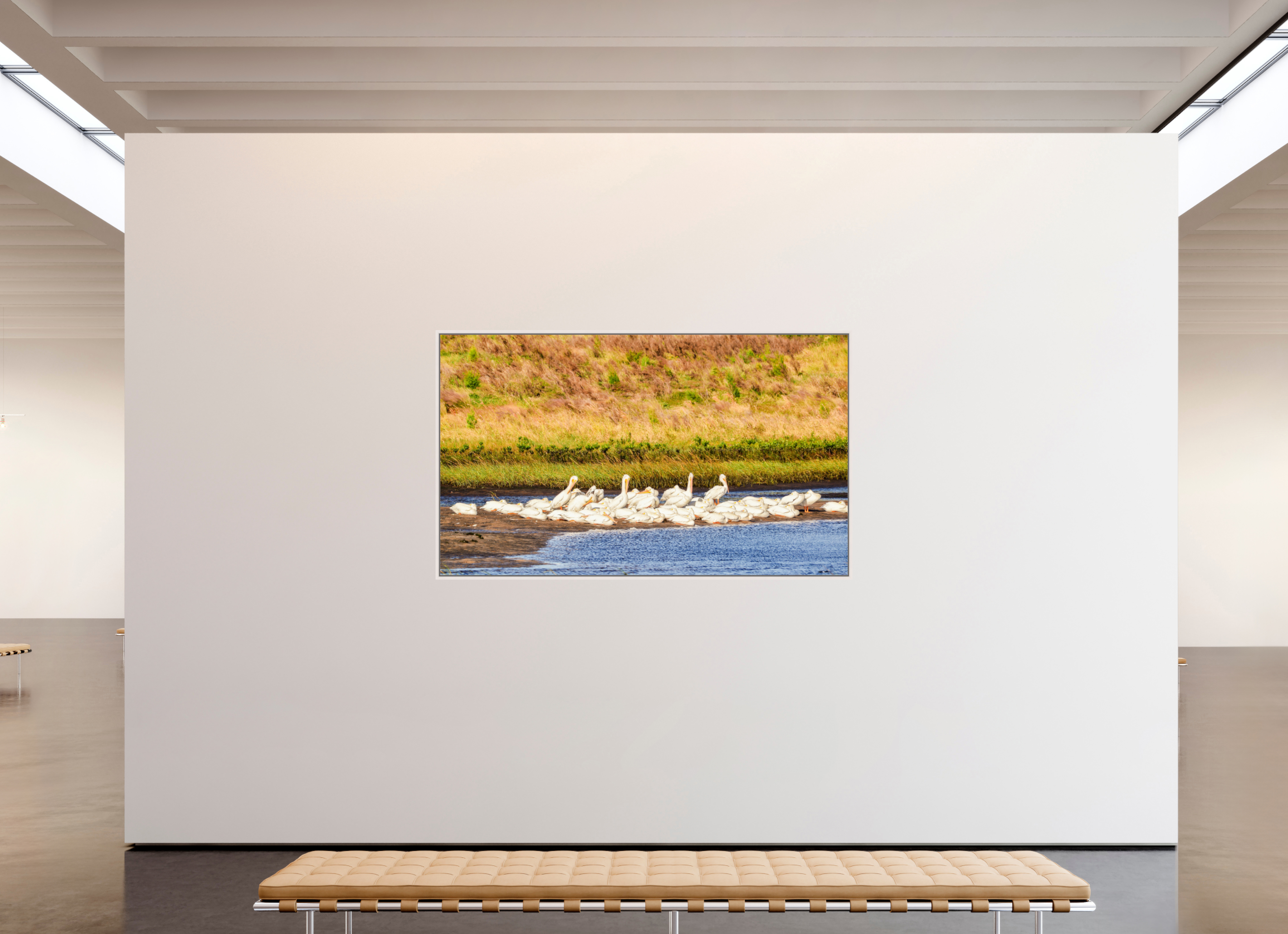 79.7 x 47″, Floater Frame, Basel 0.6", Maple White, Glossy Acrylic Glass White Pelicans Golden Hour Gathering