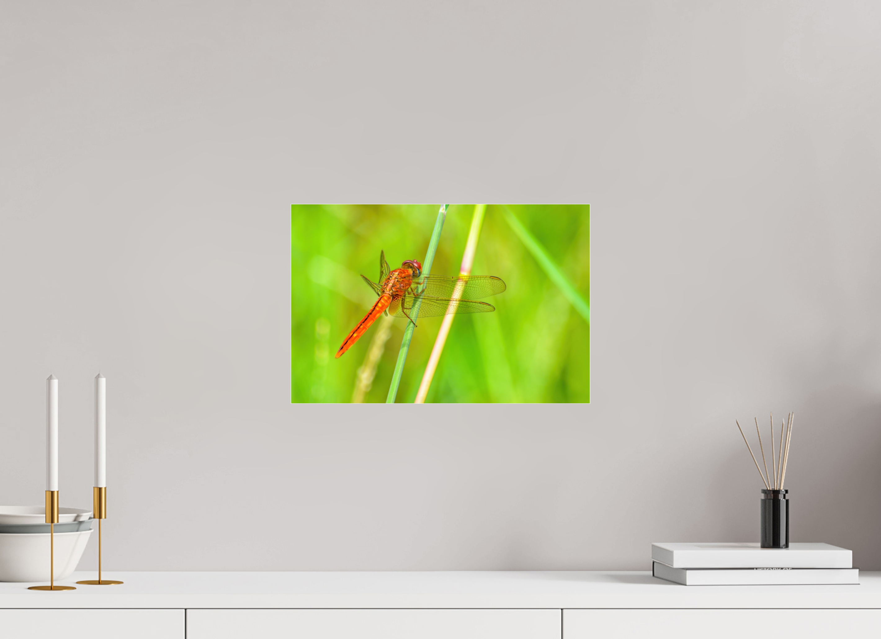 15 x 10″, Photo Print Fuji Crystal Archive Under Acrylic Glass Resting Scarlet Skimmer