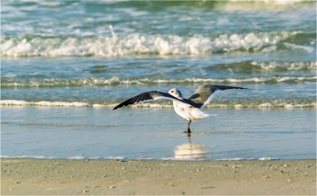 Main image Laughing Gull in Motion