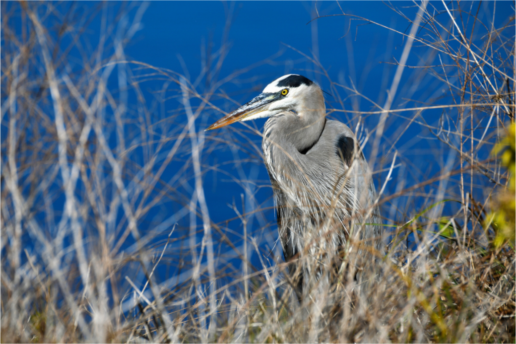 Main image Hidden Majesty: Great Blue Heron