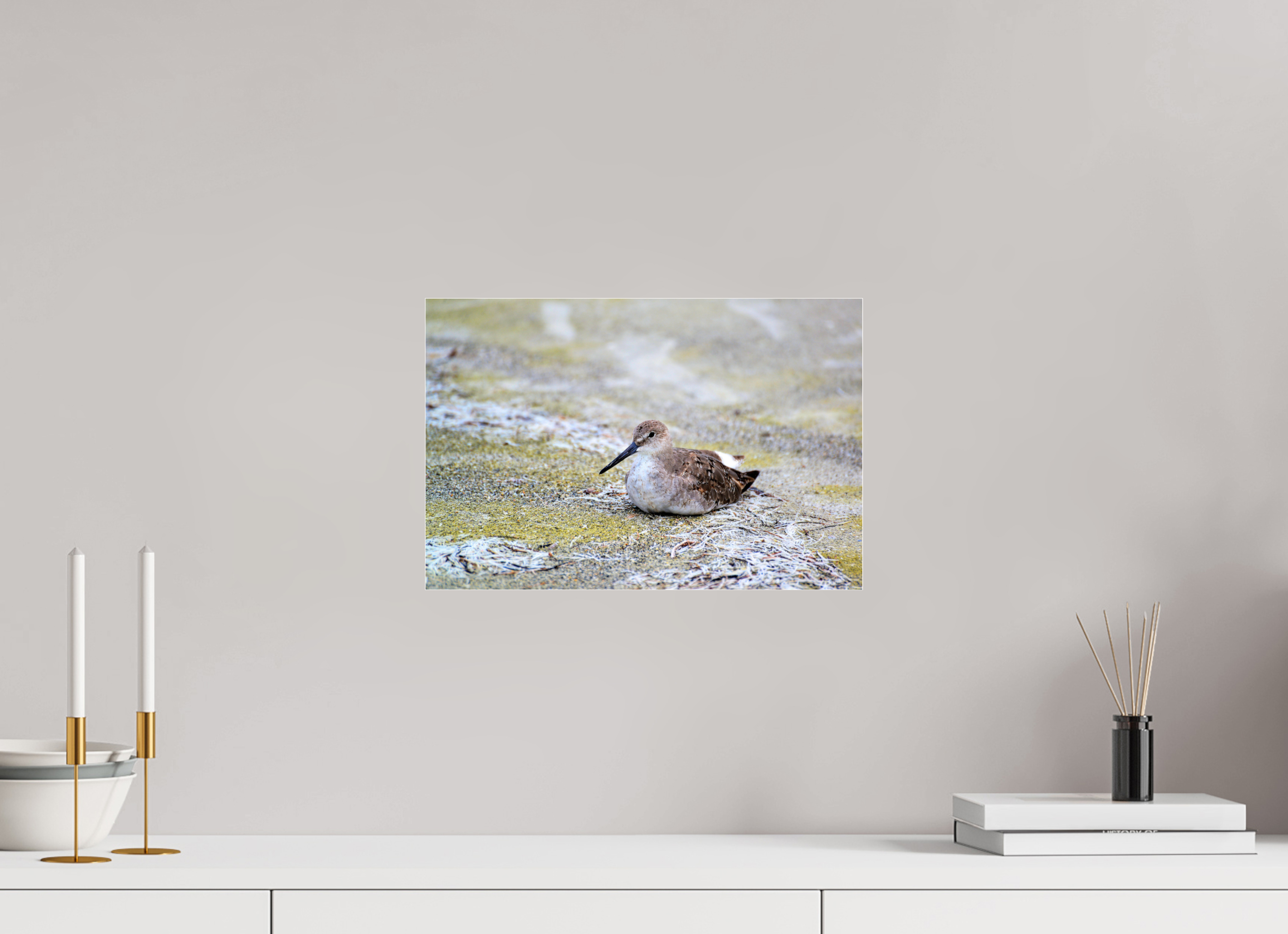 15 x 10″, Metallic Photo Print Under Acrylic Glass The Resting Willet