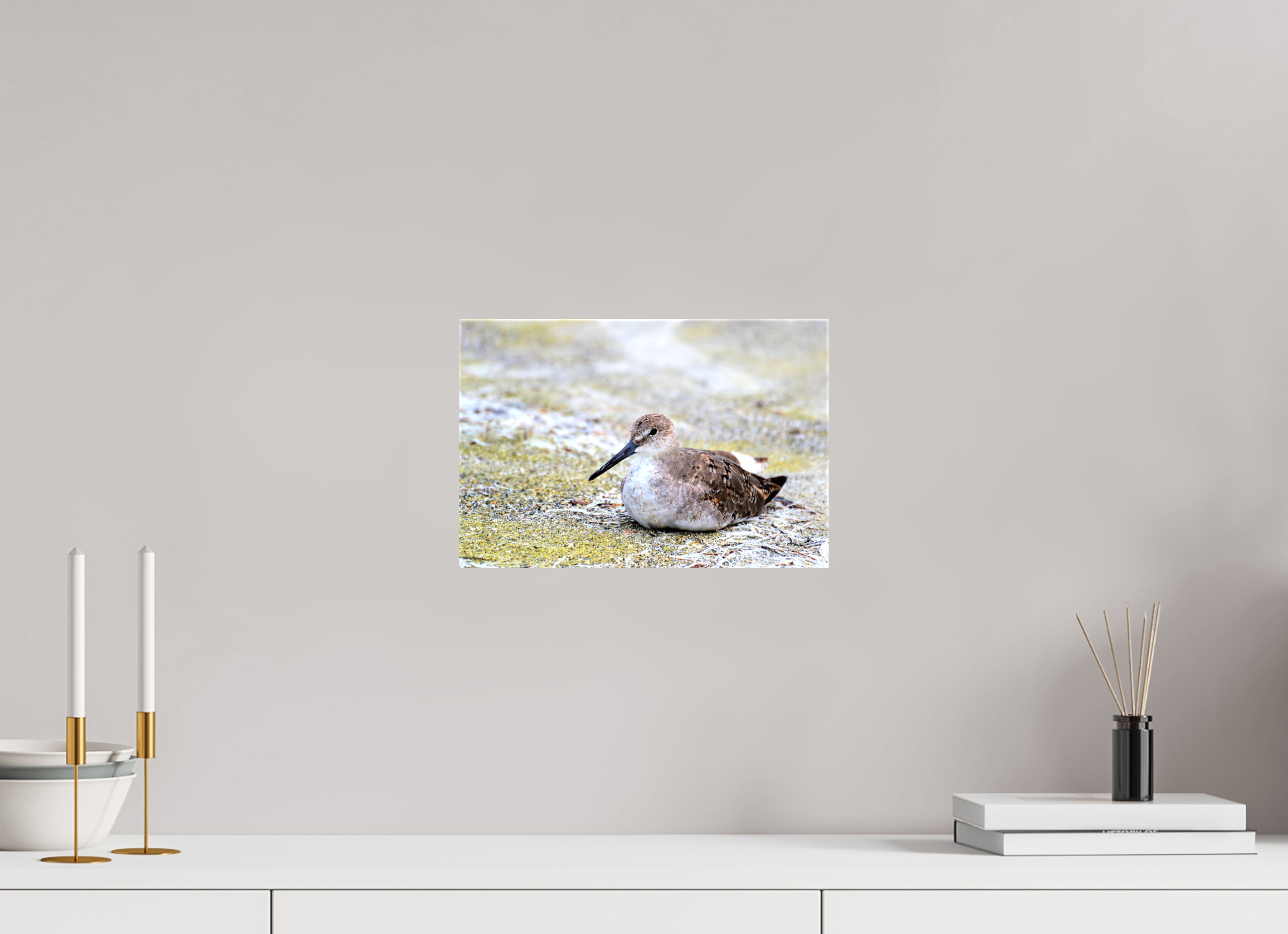 12 x 8″, Glossy Canvas on Stretcher Frame, 1,57" Wrapped The Resting Willet