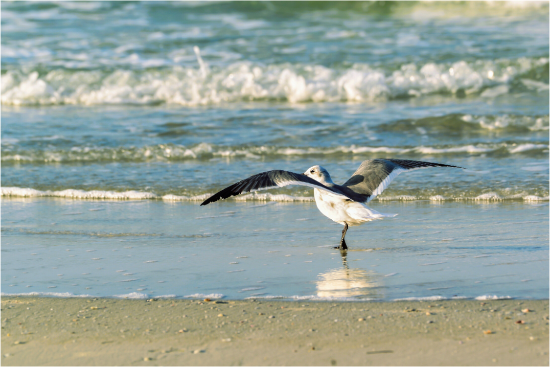 Main image Laughing Gull in Motion