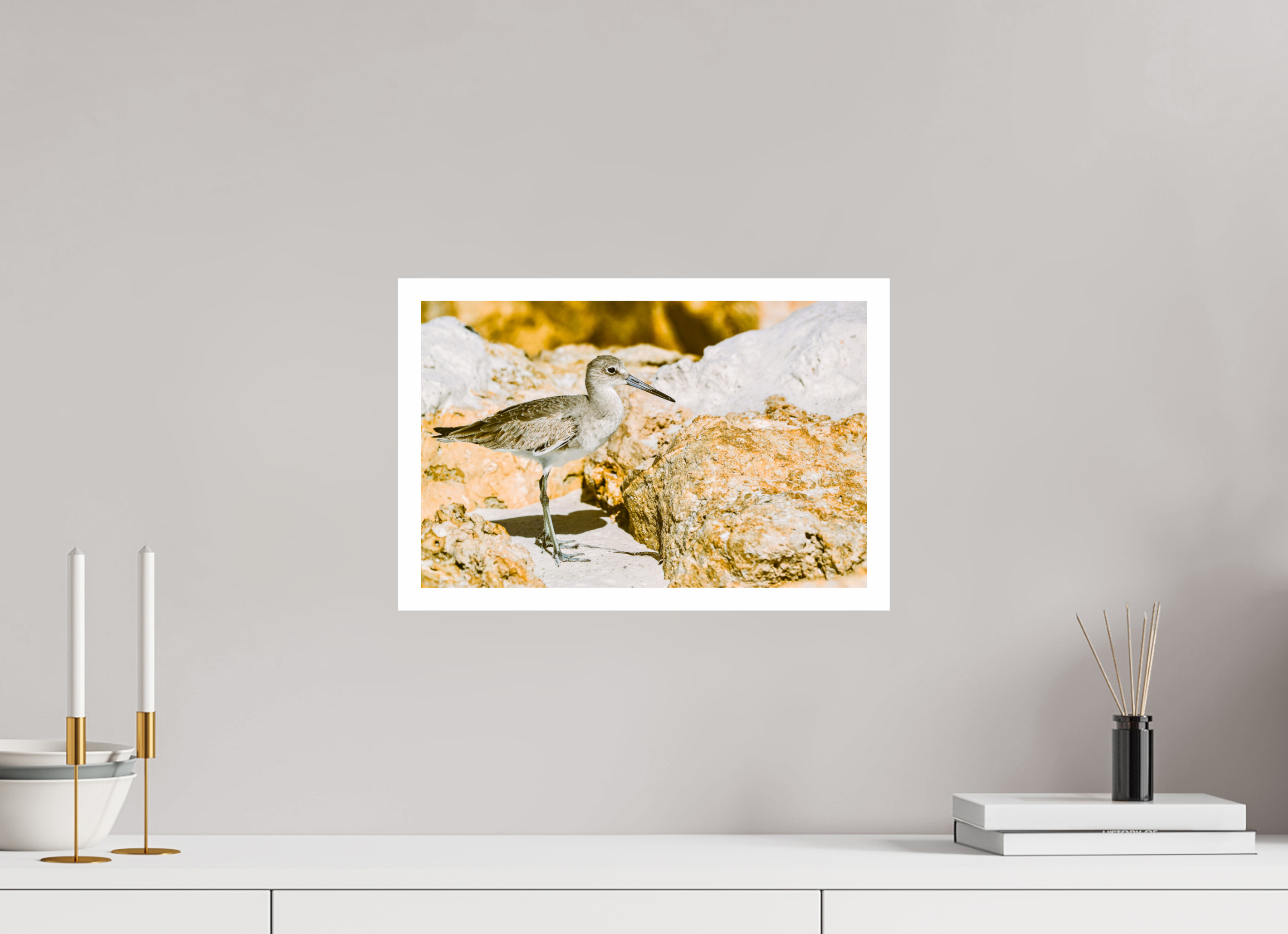 15.6 x 10″, Hahnemühle FineArt Pearl Print, .79" white border The Sunny Willet