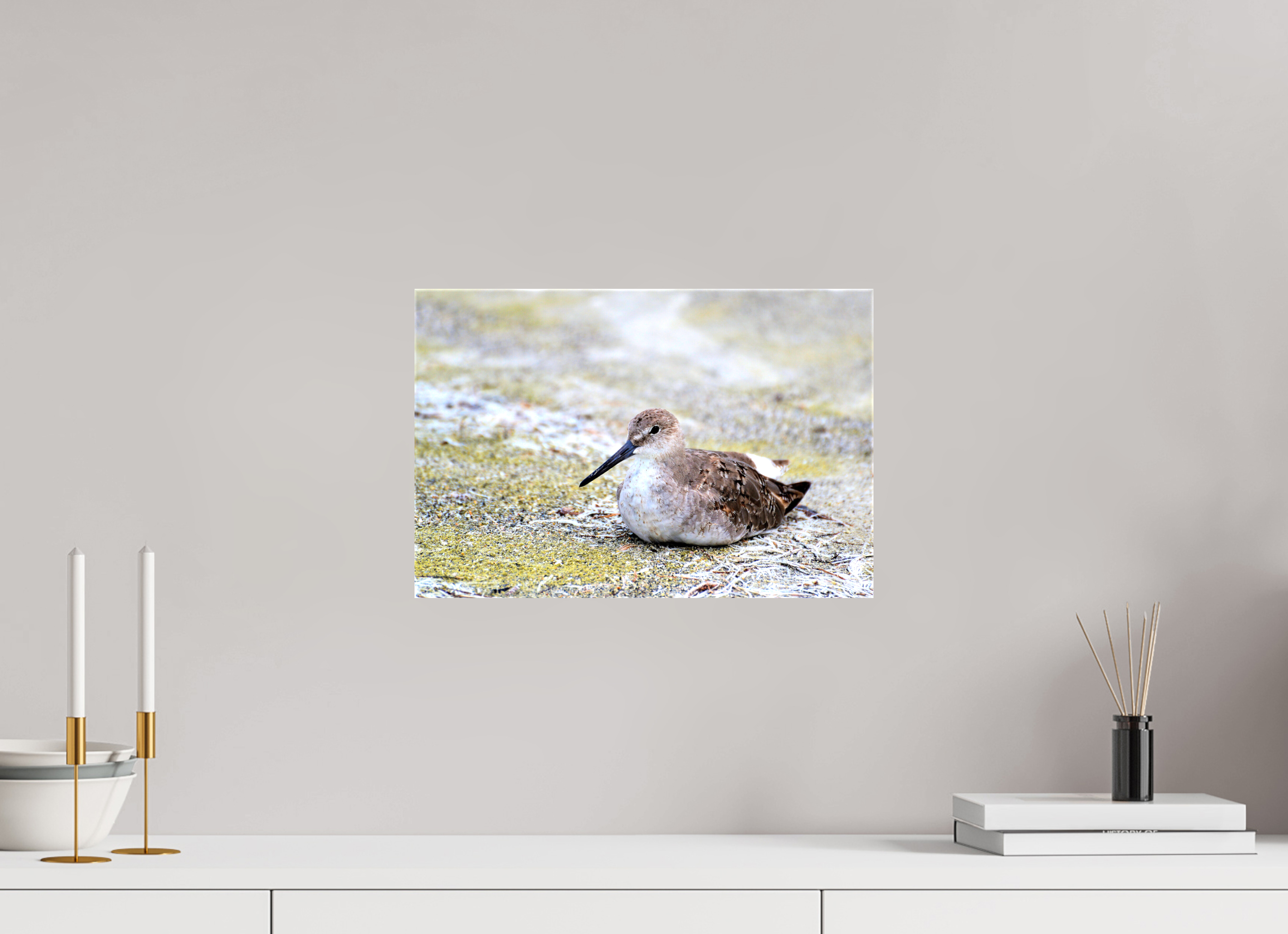 15 x 10″, Glossy Canvas on Stretcher Frame, 1,57" Wrapped The Resting Willet