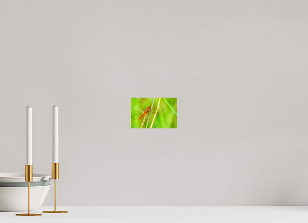 6 x 4″, Photo Print On Fuji Crystal DP II Resting Scarlet Skimmer