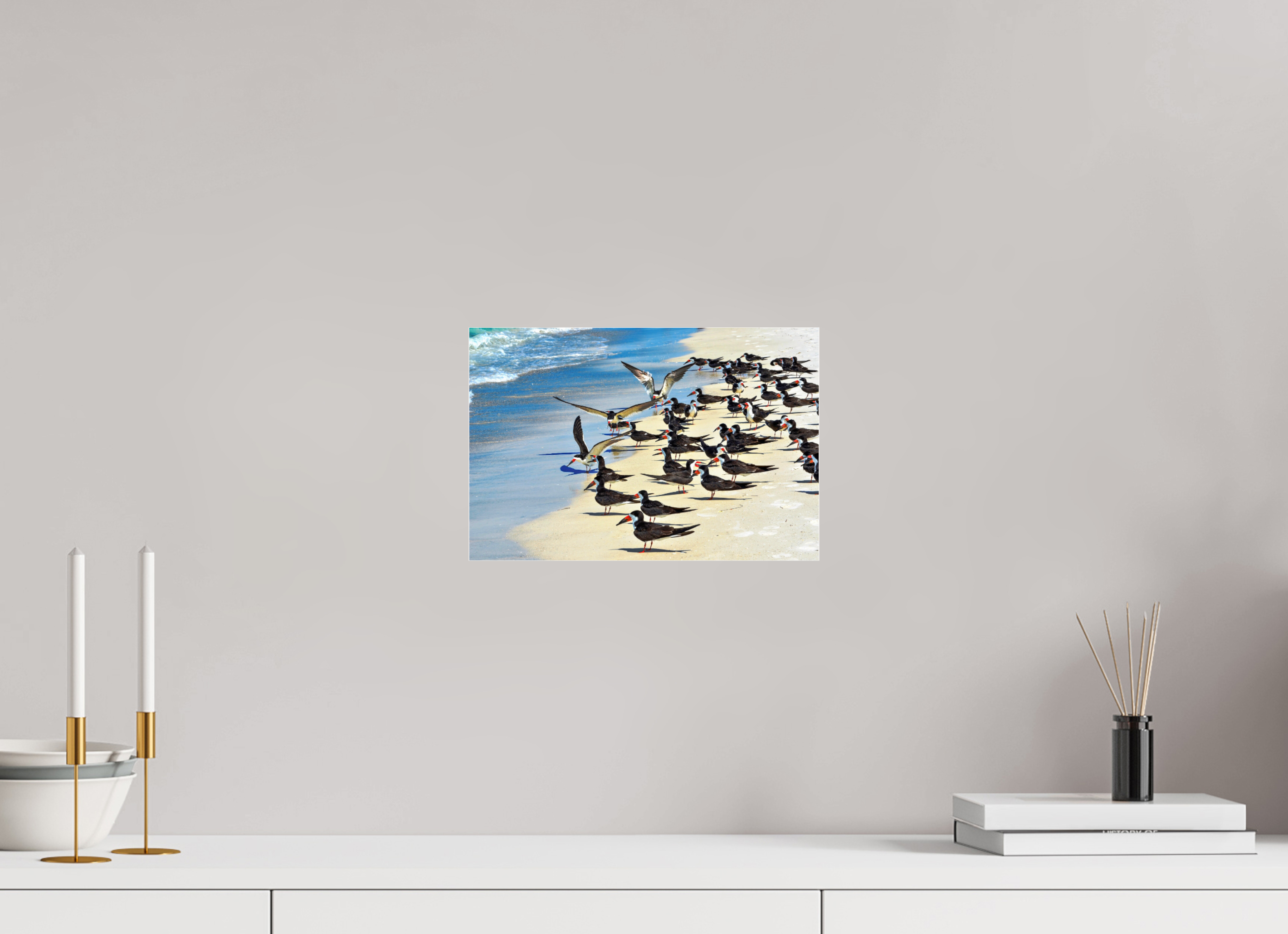 12 x 8″, Metallic Photo Print Under Acrylic Glass Shoreline Social: Black Skimmer Colony