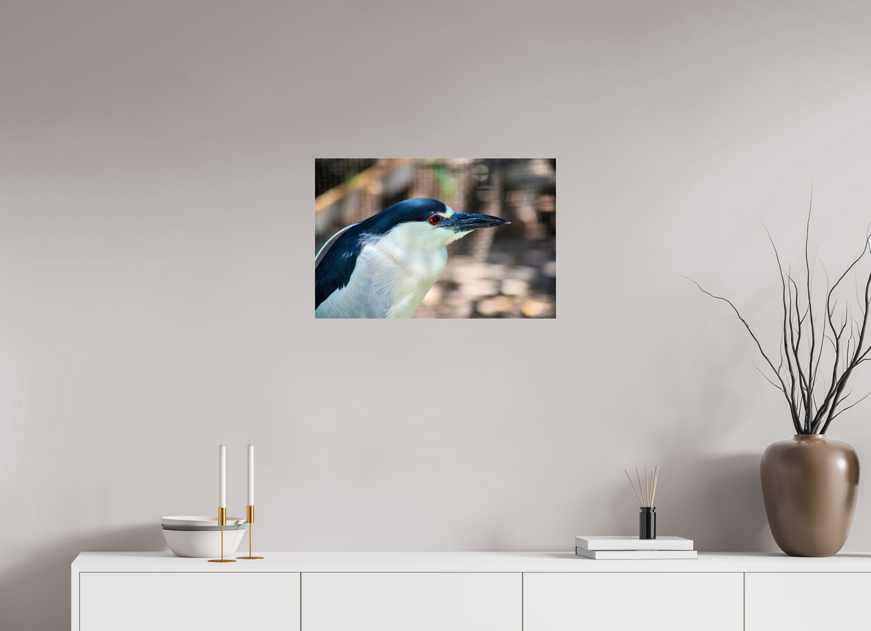 24 x 16″, Metallic Photo Print Under Acrylic Glass Black-crowned Night Heron