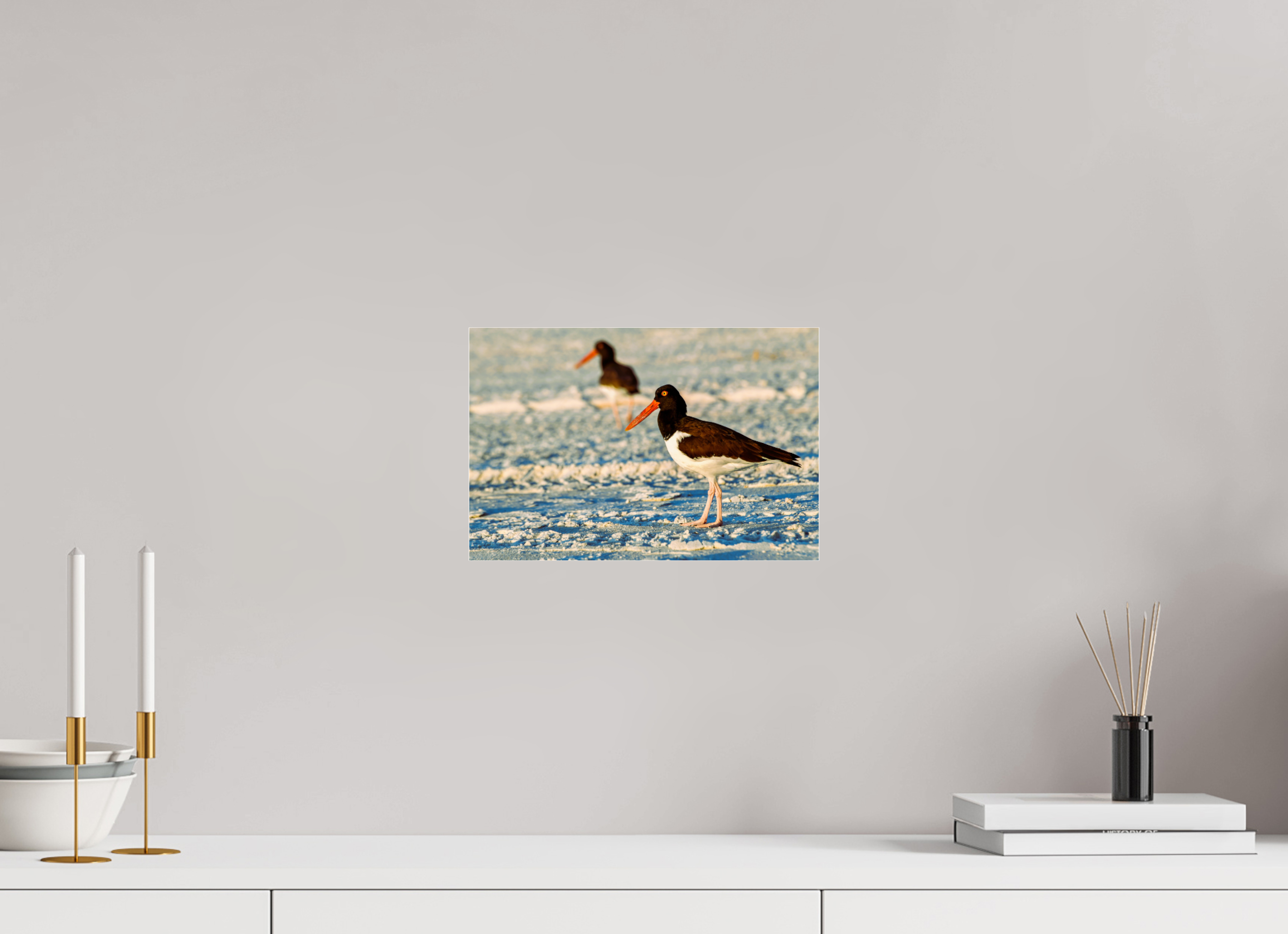 12 x 8″, Metallic Photo Print Under Acrylic Glass Oystercatcher Stroll