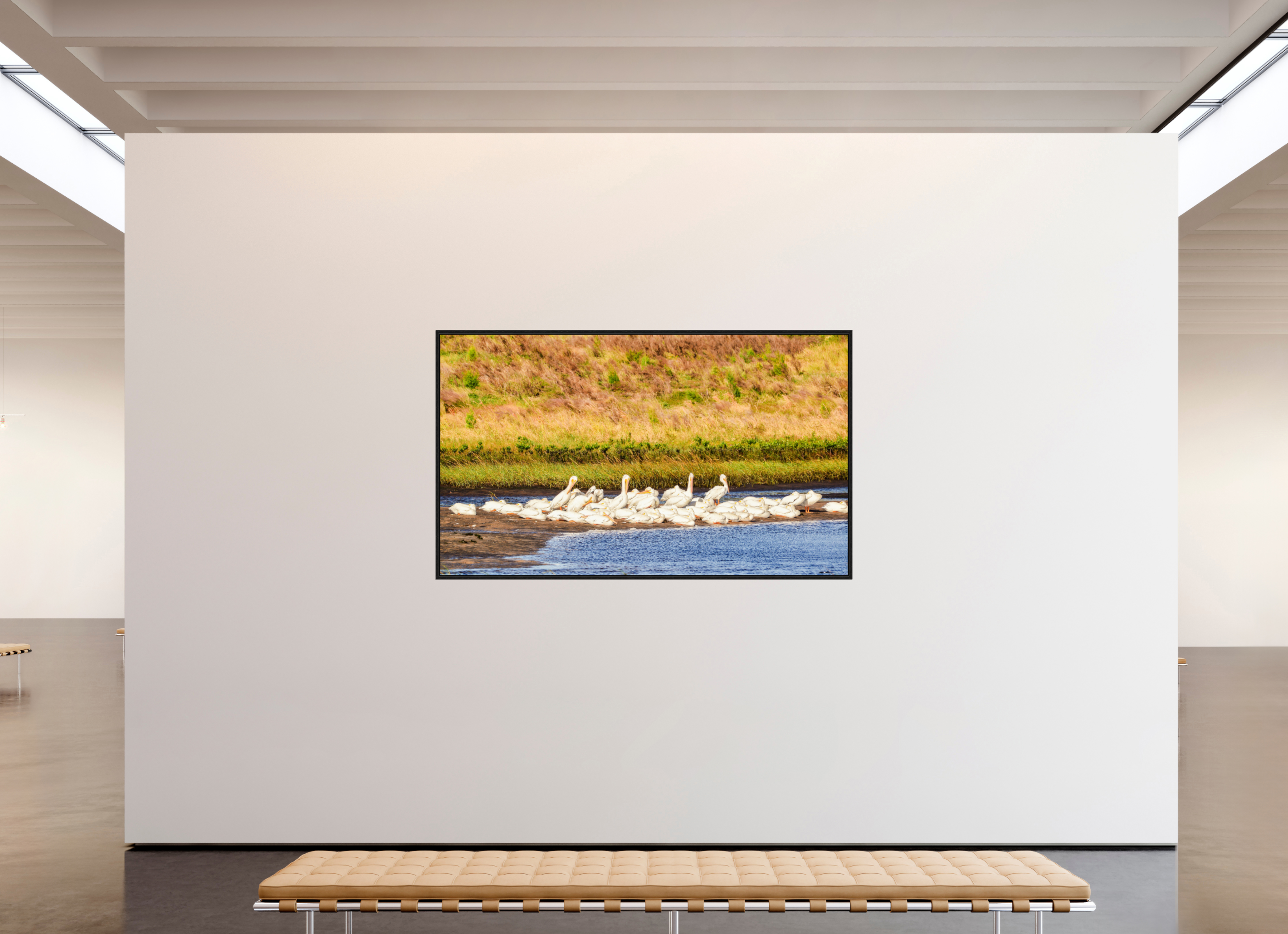 79.7 x 47″, Floater Frame White Pelicans Golden Hour Gathering
