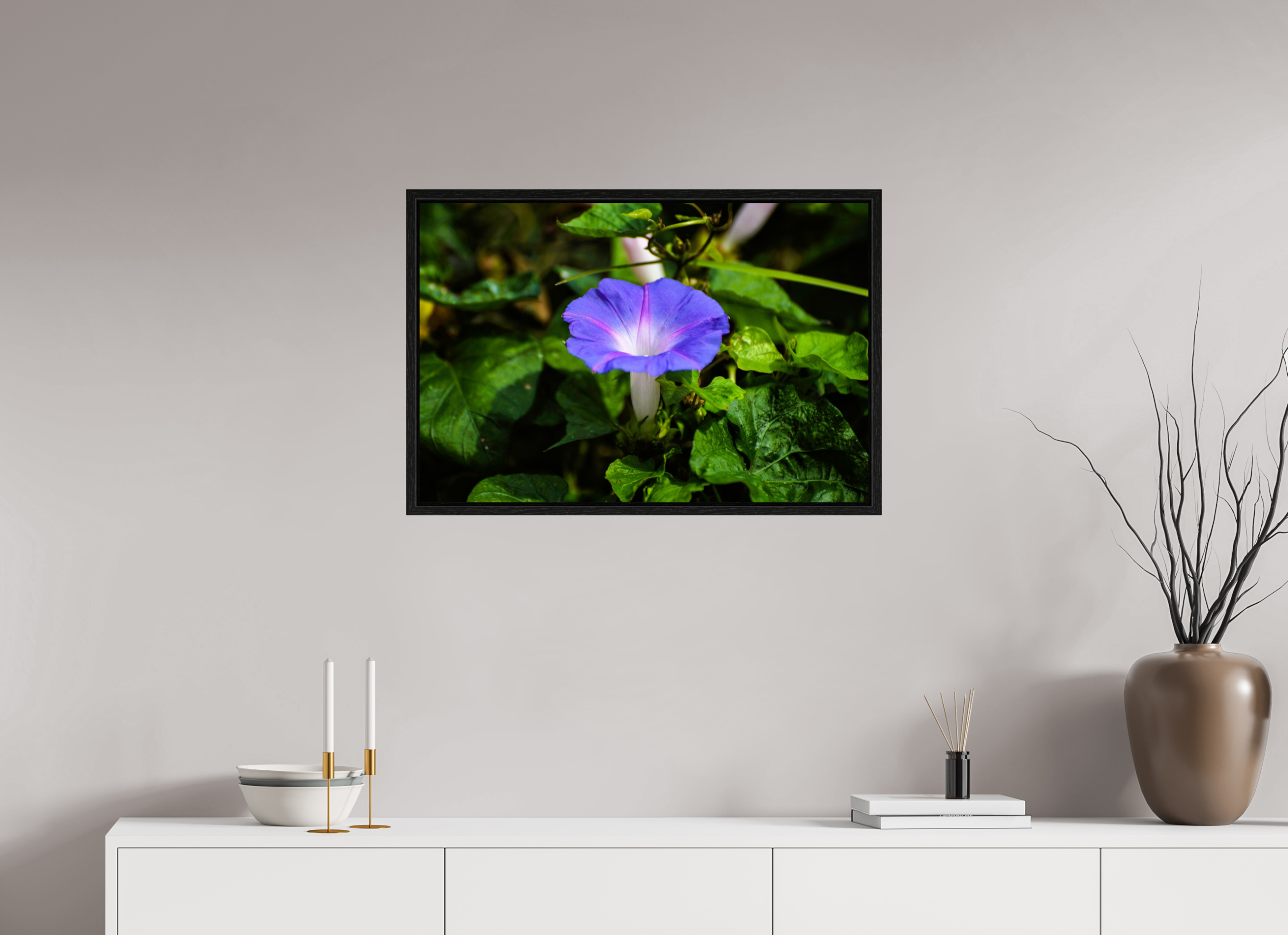 30 x 20″, Floater Frame, Basel 0.6", Black Oak, Glossy Acrylic Glass Heavenly Blue Morning Glory