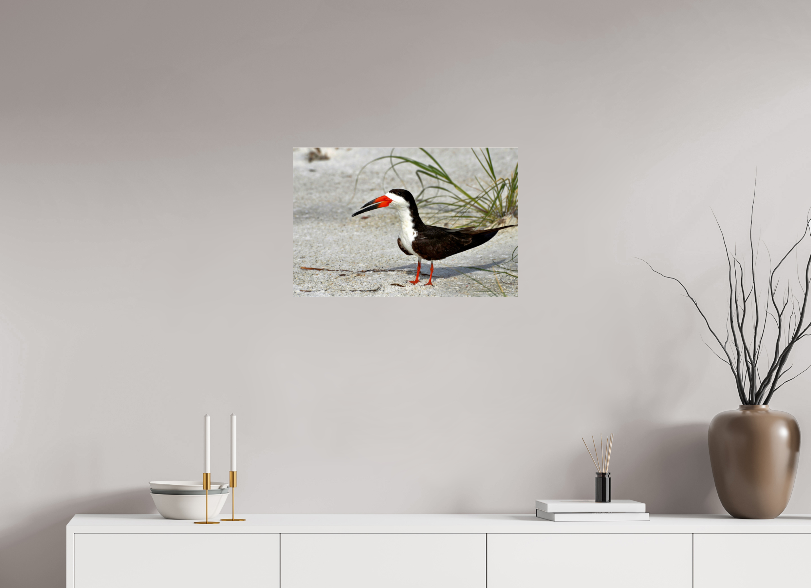 24 x 16″, Photo Print Fuji Crystal Archive Under Acrylic Glass Sand & Black Skimmer