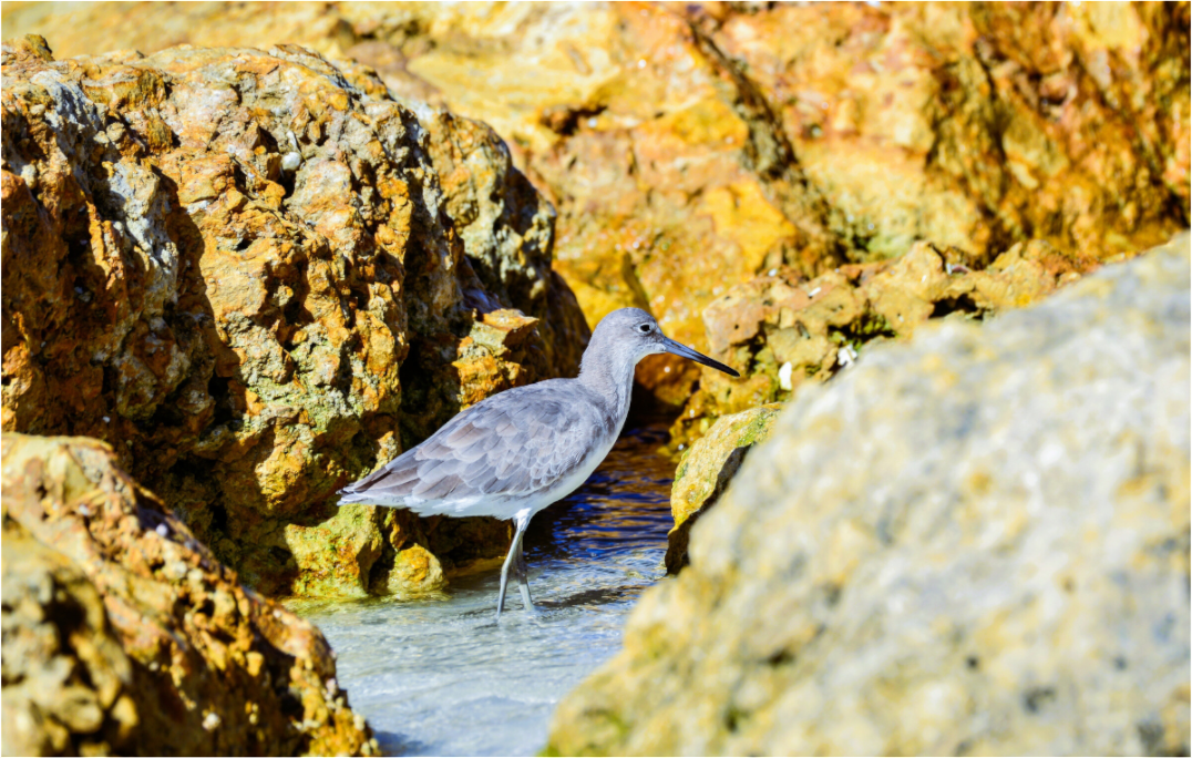Main image The Hiding Willet