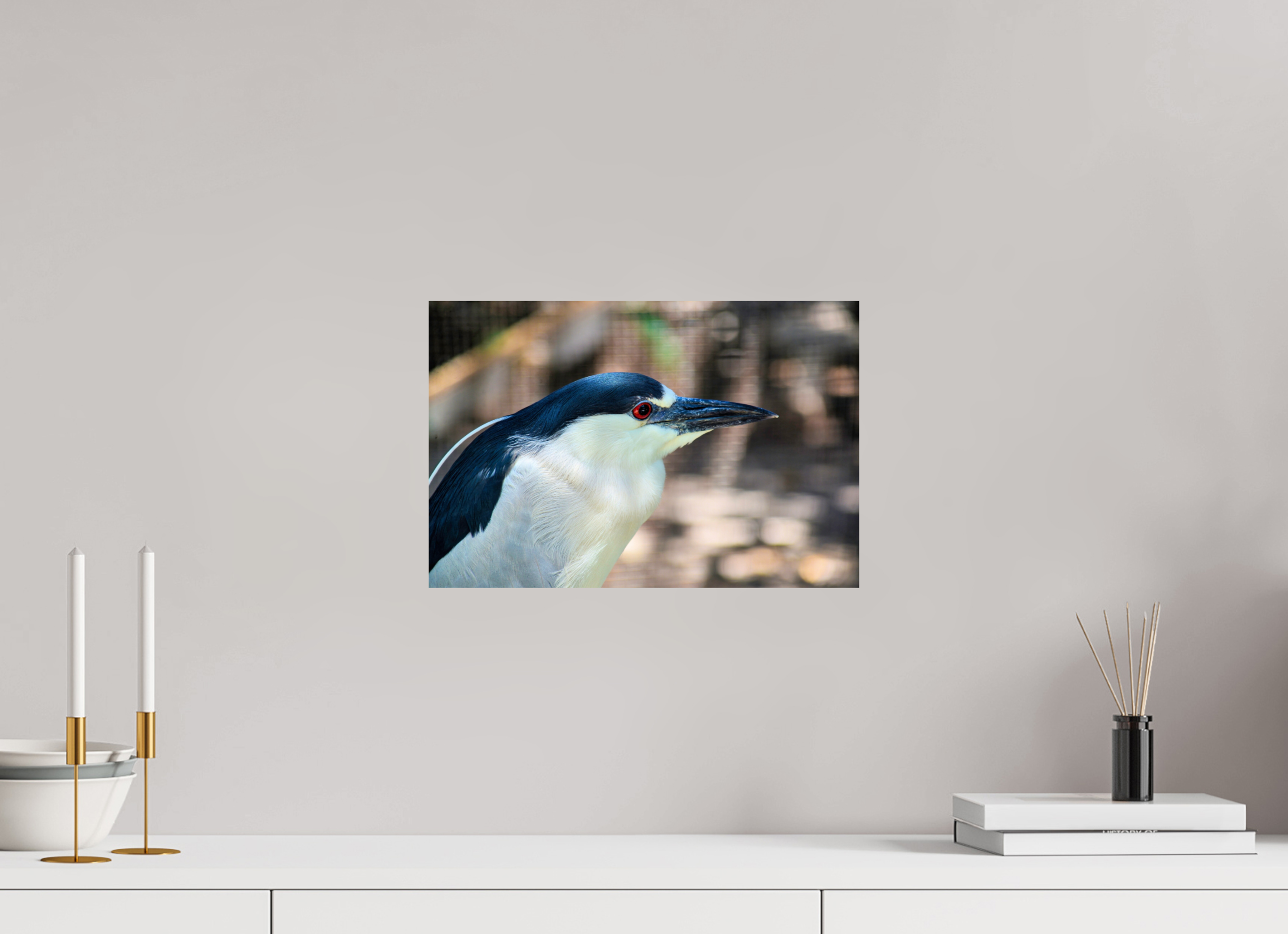 15 x 10″, Photo Print On Fuji Crystal DP II Black-crowned Night Heron