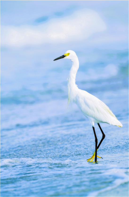 Main image Snowy Egret in Azure