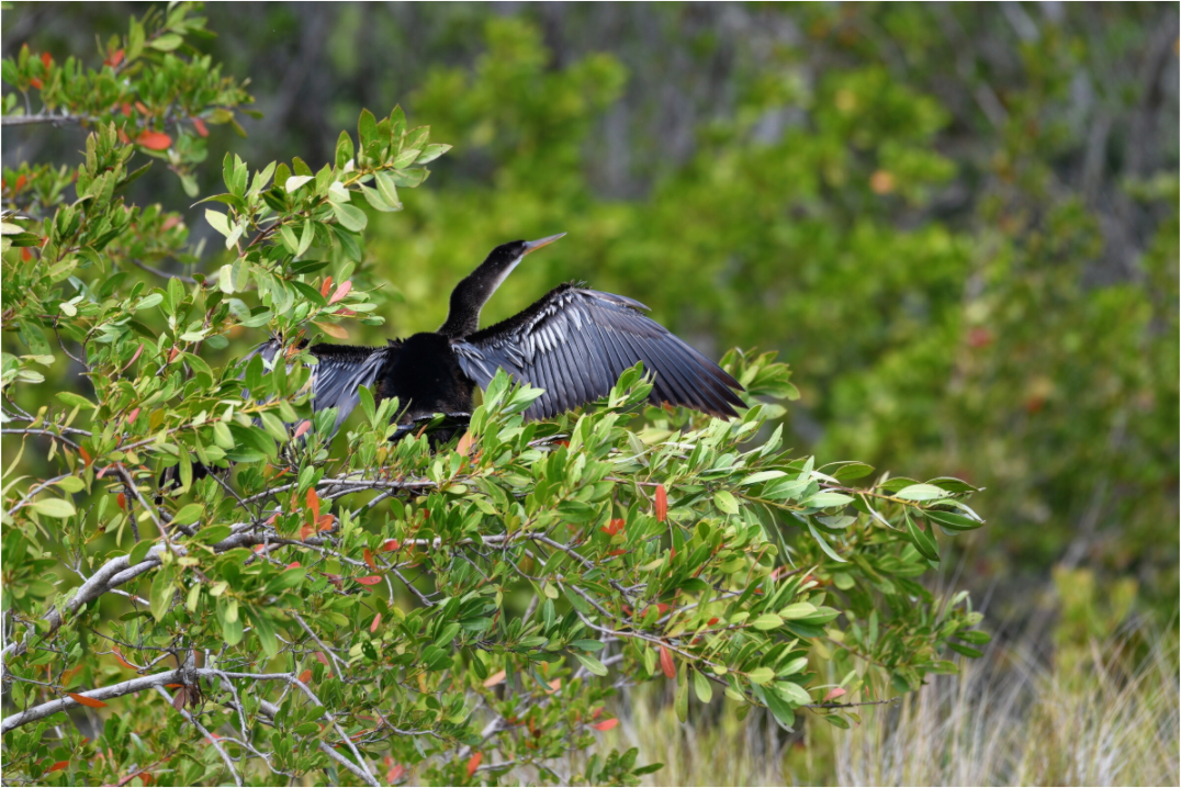 Main image Florida Anhinga Sunning