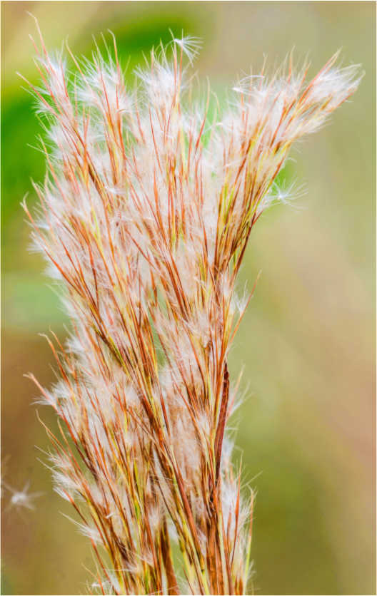 Main image Bushy Bluestem in the Breeze
