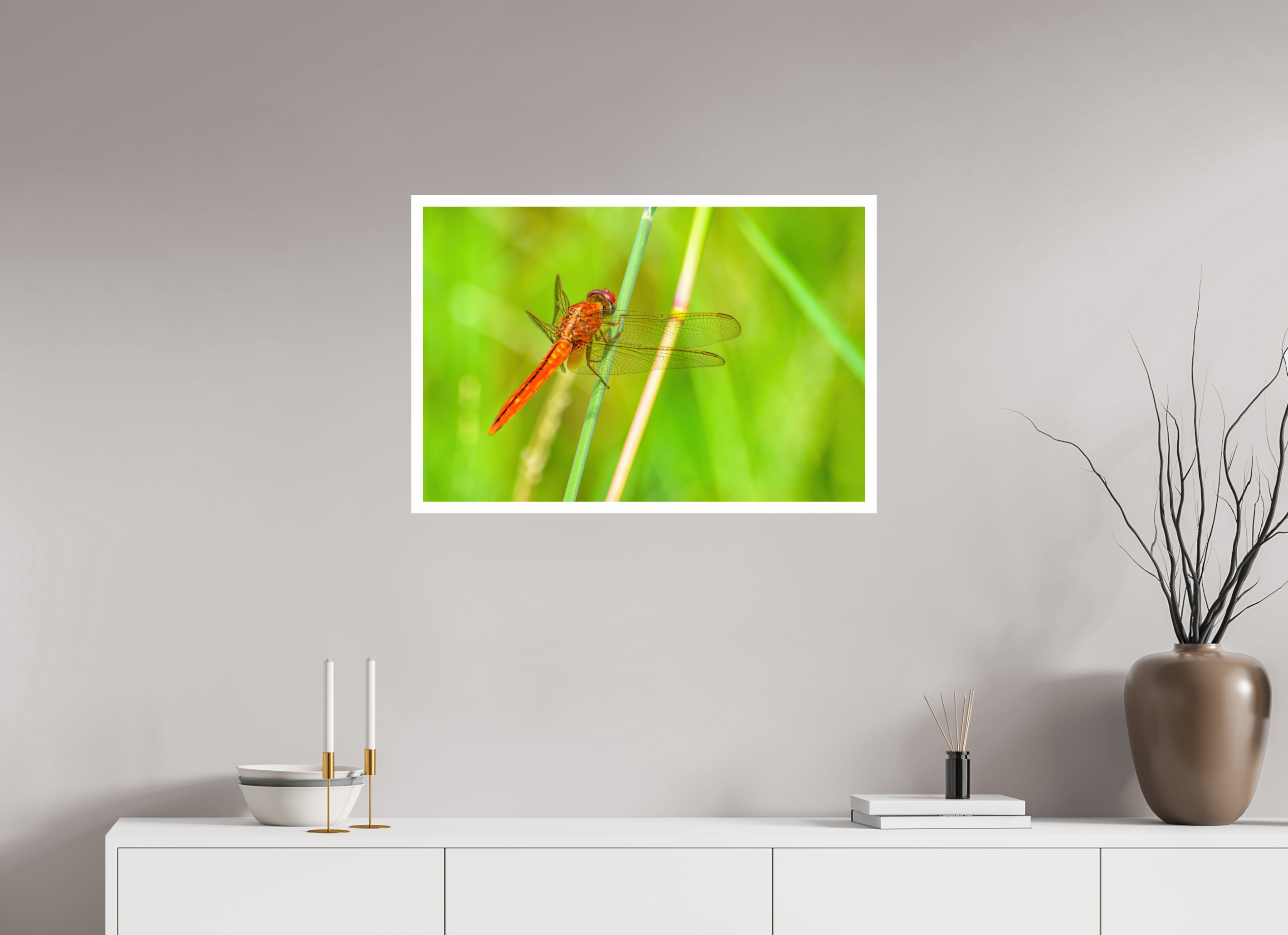 30 x 20″, Hahnemühle FineArt Pearl Print, .79" white border Resting Scarlet Skimmer