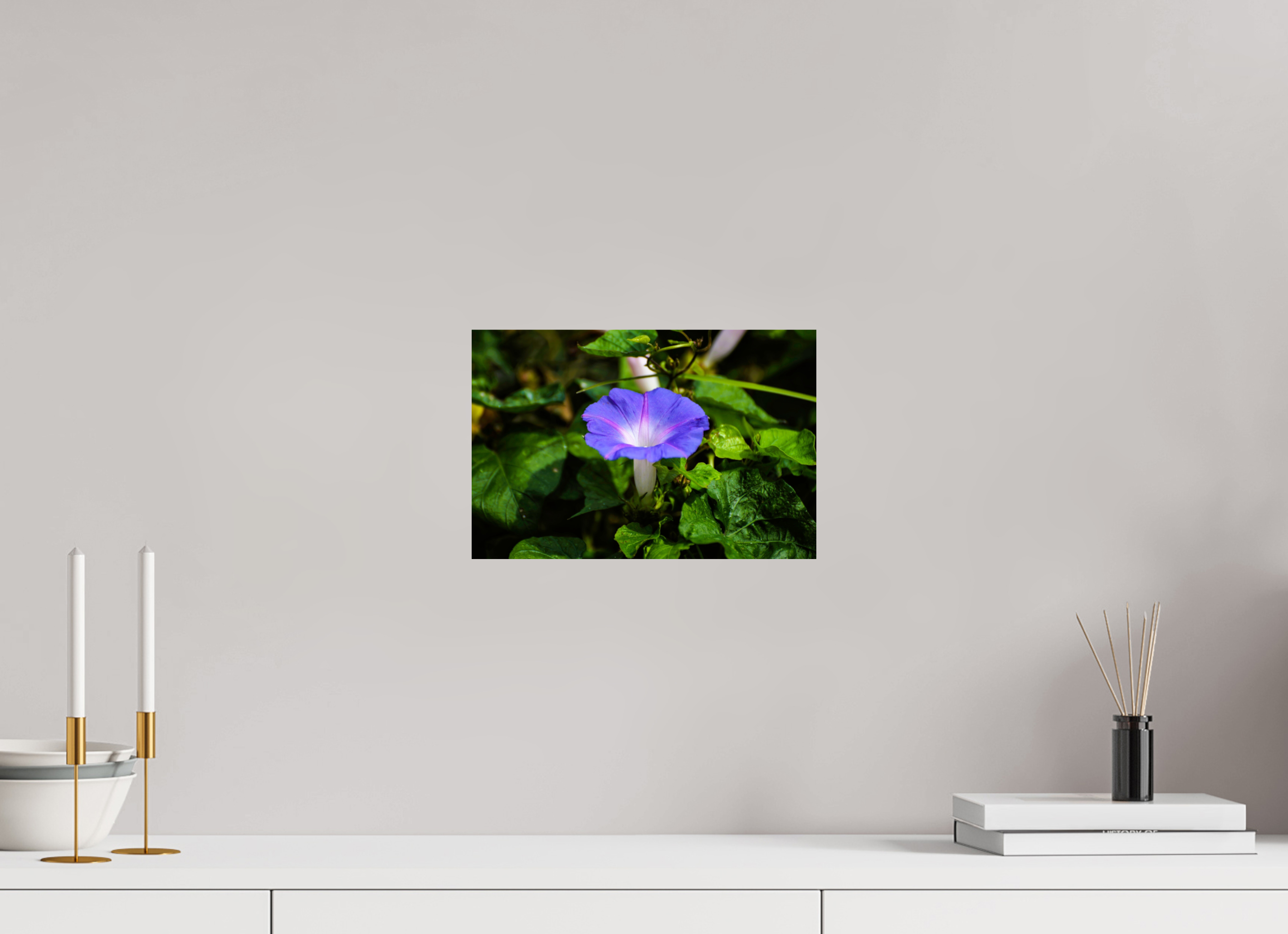 12 x 8″, Photo Print On Fuji Crystal DP II Heavenly Blue Morning Glory