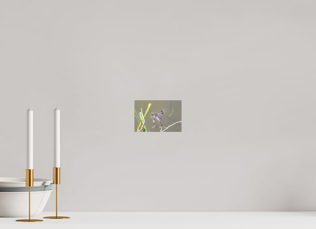 6 x 4″, Photo Print On Fuji Crystal DP II Pennant Dragonfly in the Marsh