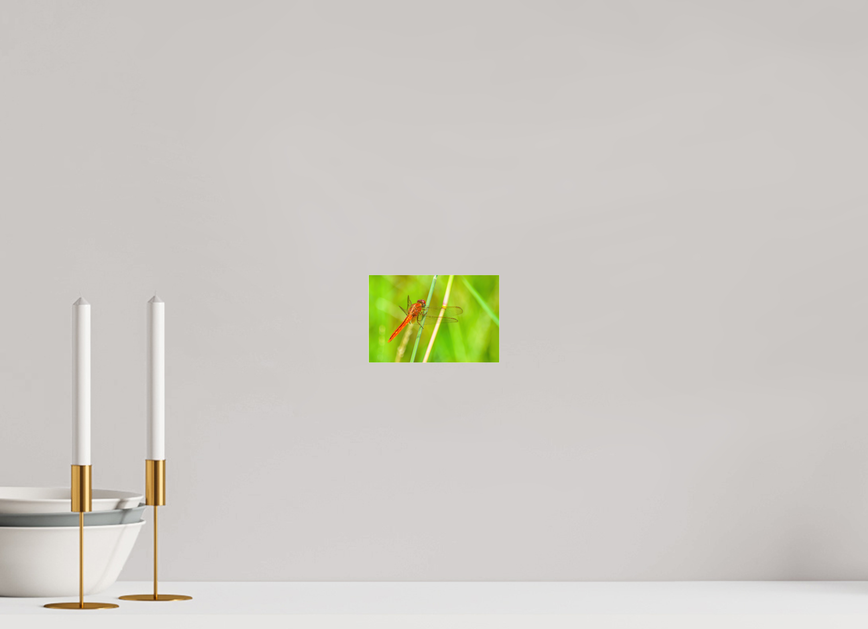 6 x 4″, Photo Print Fuji Crystal Archive Under Acrylic Glass Resting Scarlet Skimmer