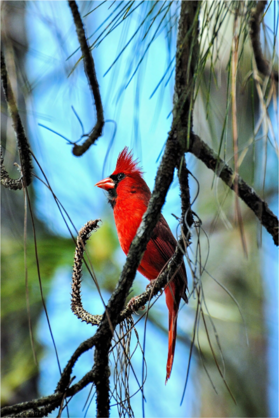 Main image The Corkscrew Cardinal