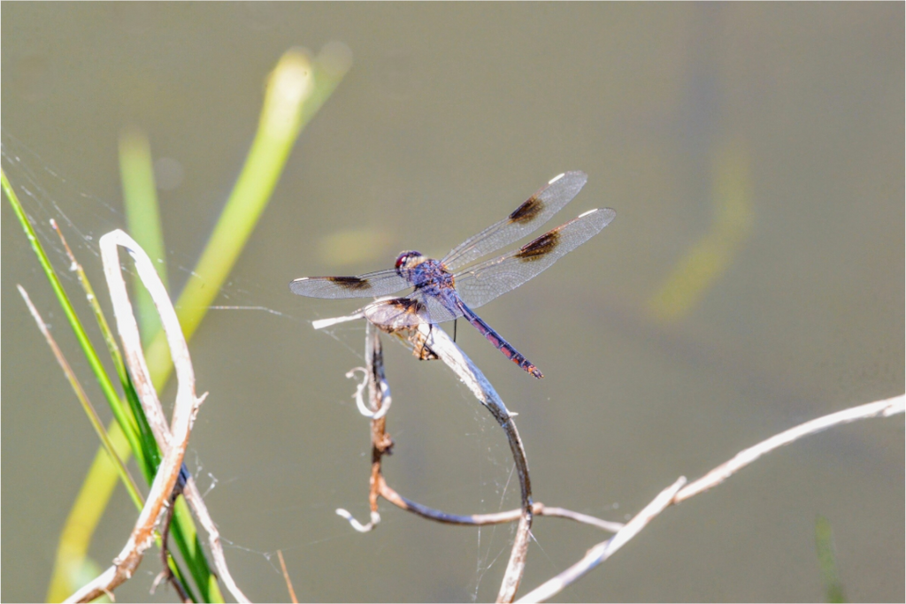 Main image Pennant Dragonfly in the Marsh