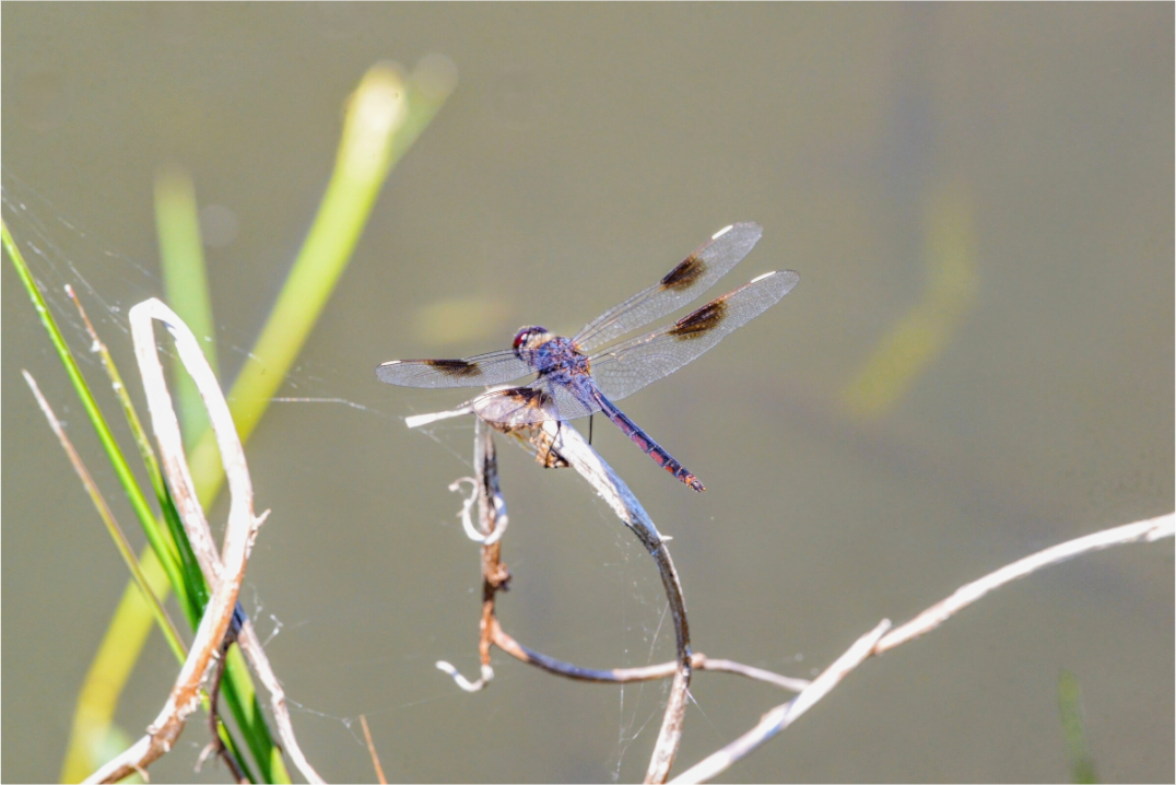 Main image Pennant Dragonfly in the Marsh