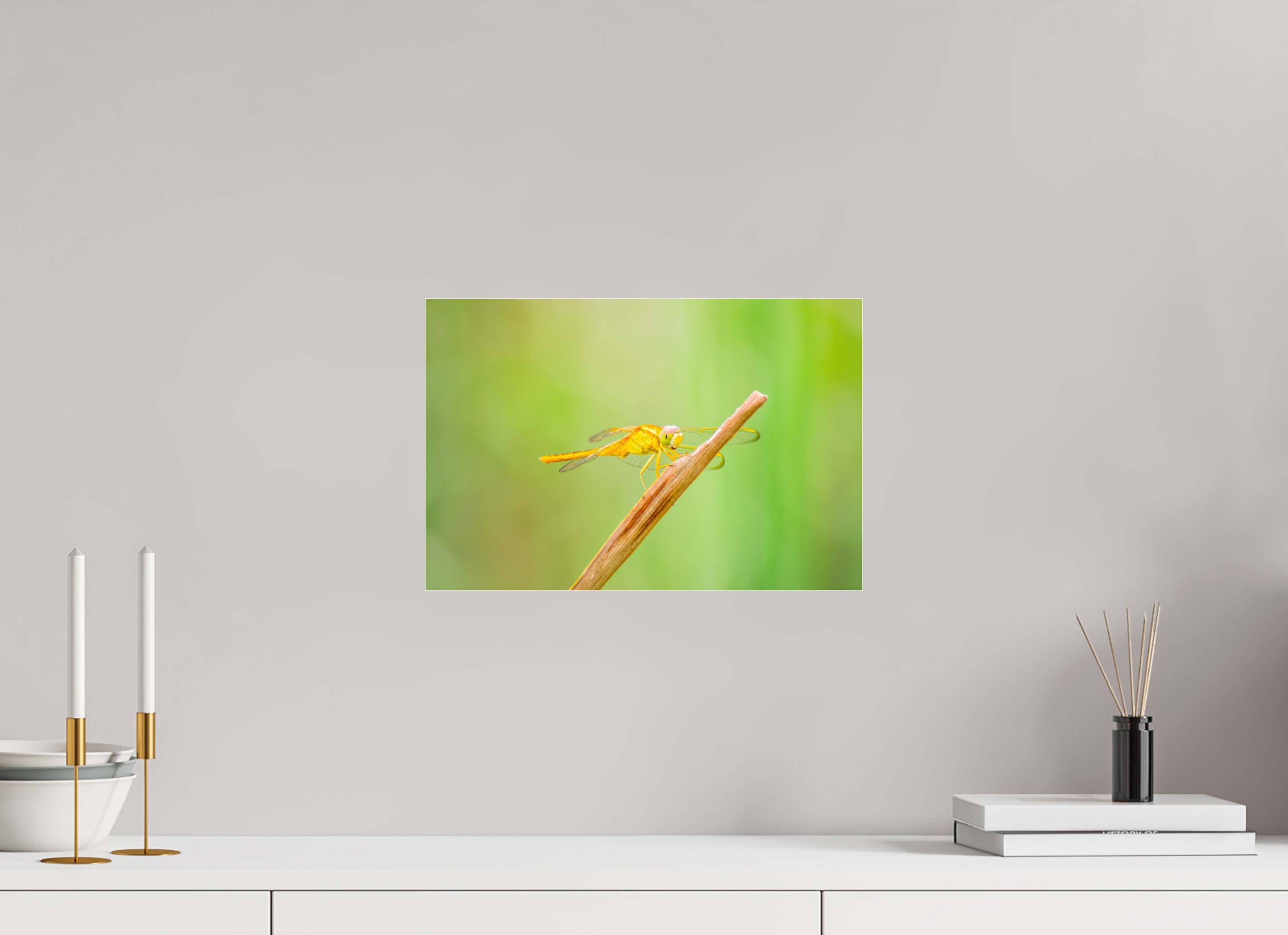 15 x 10″, Metallic Photo Print Under Acrylic Glass Sun-Drenched Golden Scarlet Skimmer