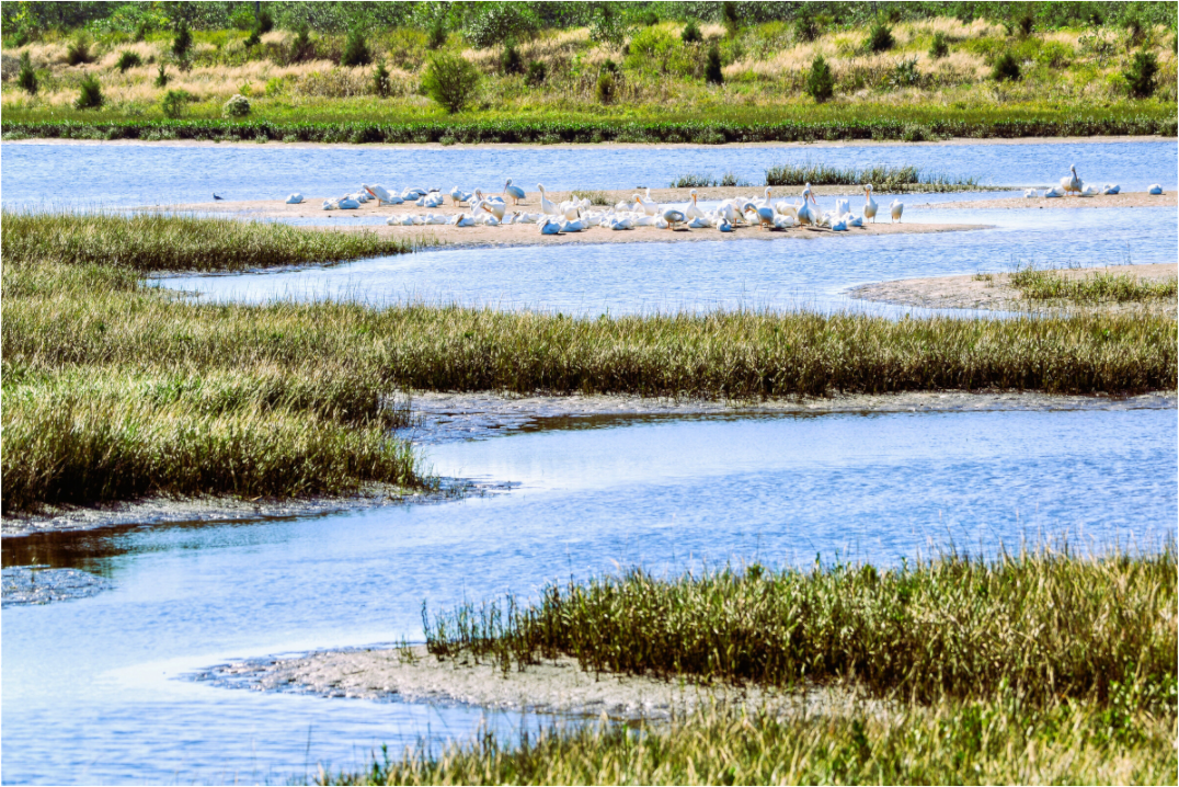 Main image Marshland Sanctuary