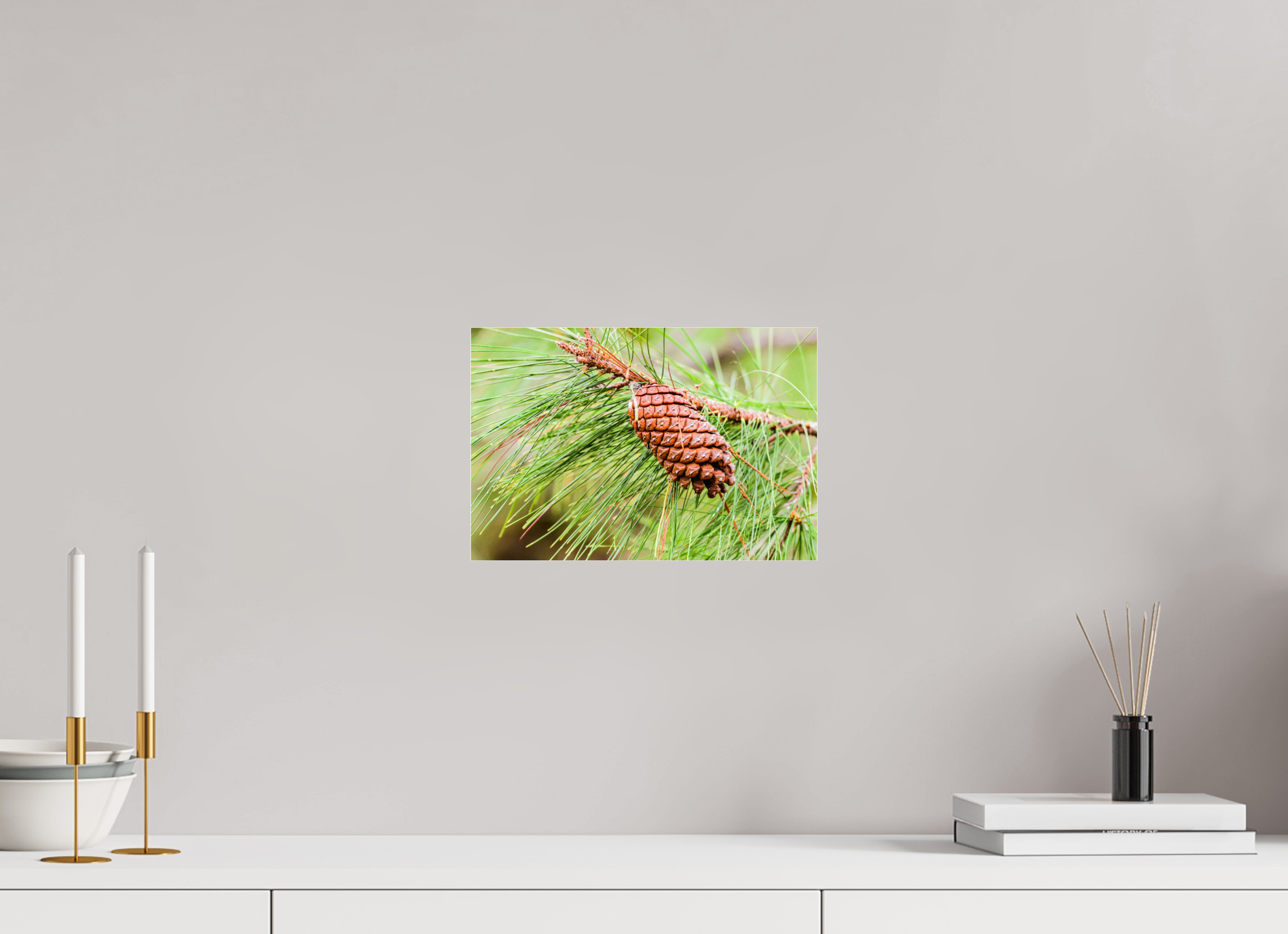 11.9 x 8″, Metallic Photo Print Under Acrylic Glass The Longleaf Pine Cone