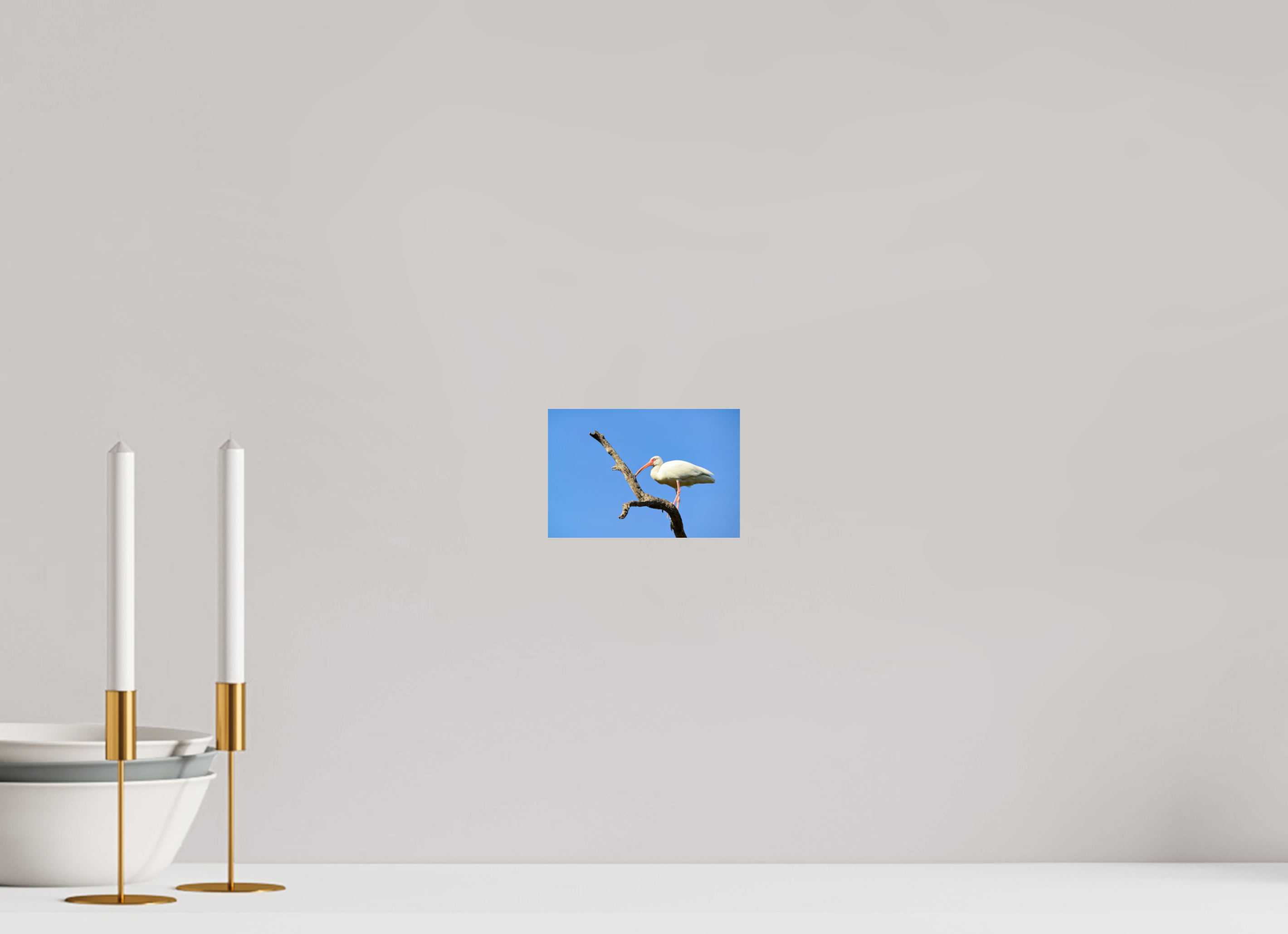 6 x 4″, Photo Print On Fuji Crystal DP II Azure Solitude: The American White Ibis